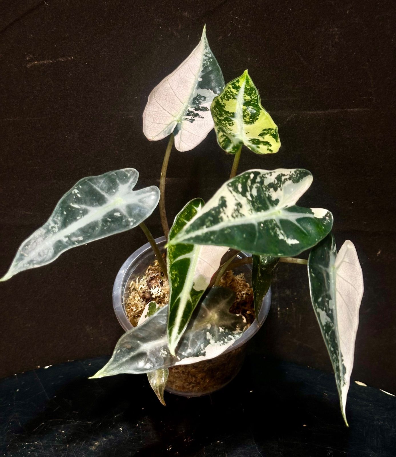 アロカシア バンビーノ ピンク/ Alocasia bambino Pink⑪ アロカシア