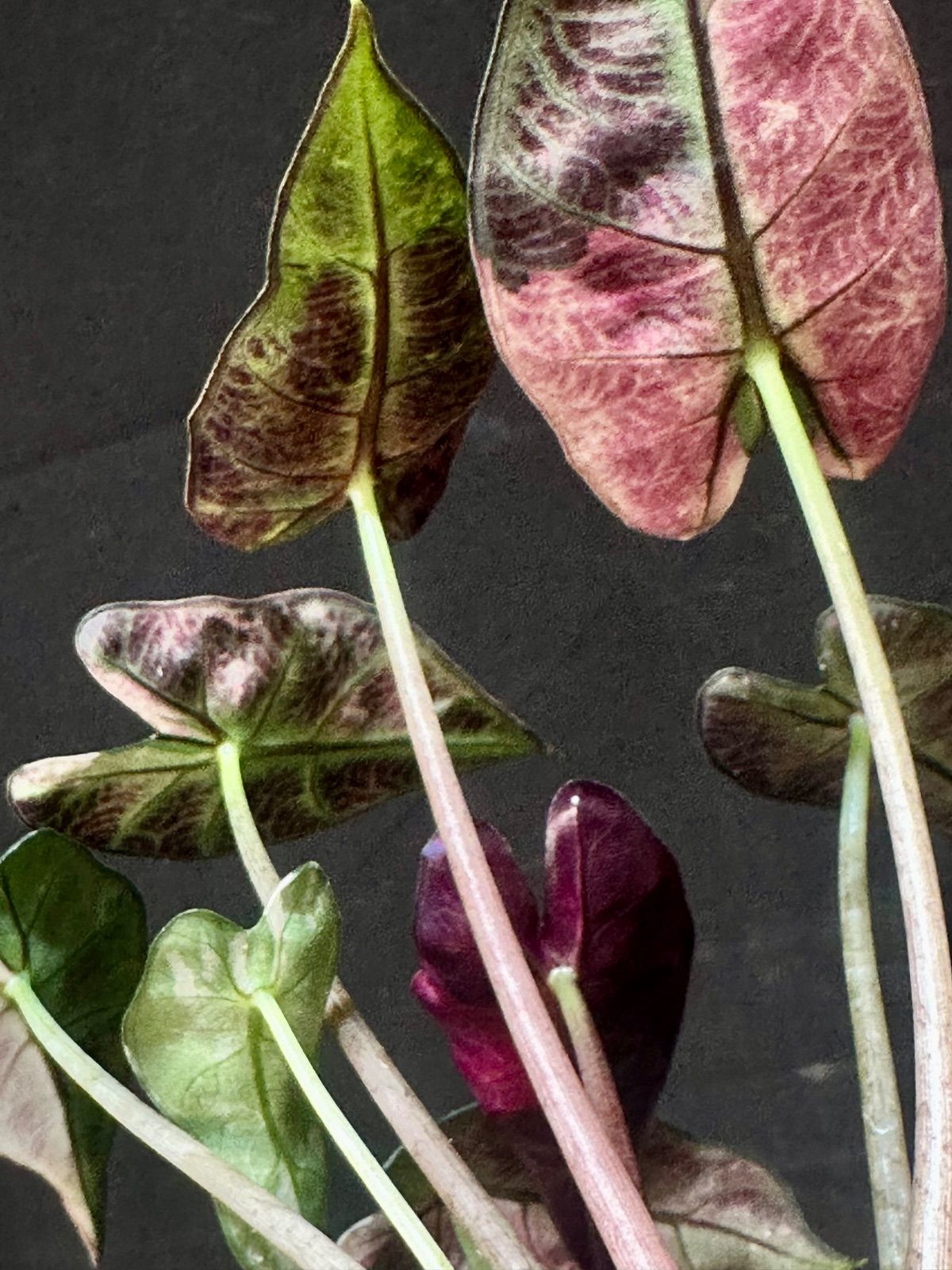 Alocasia Bambino Pink Variegated (アロカシア バンビーノ ピンク