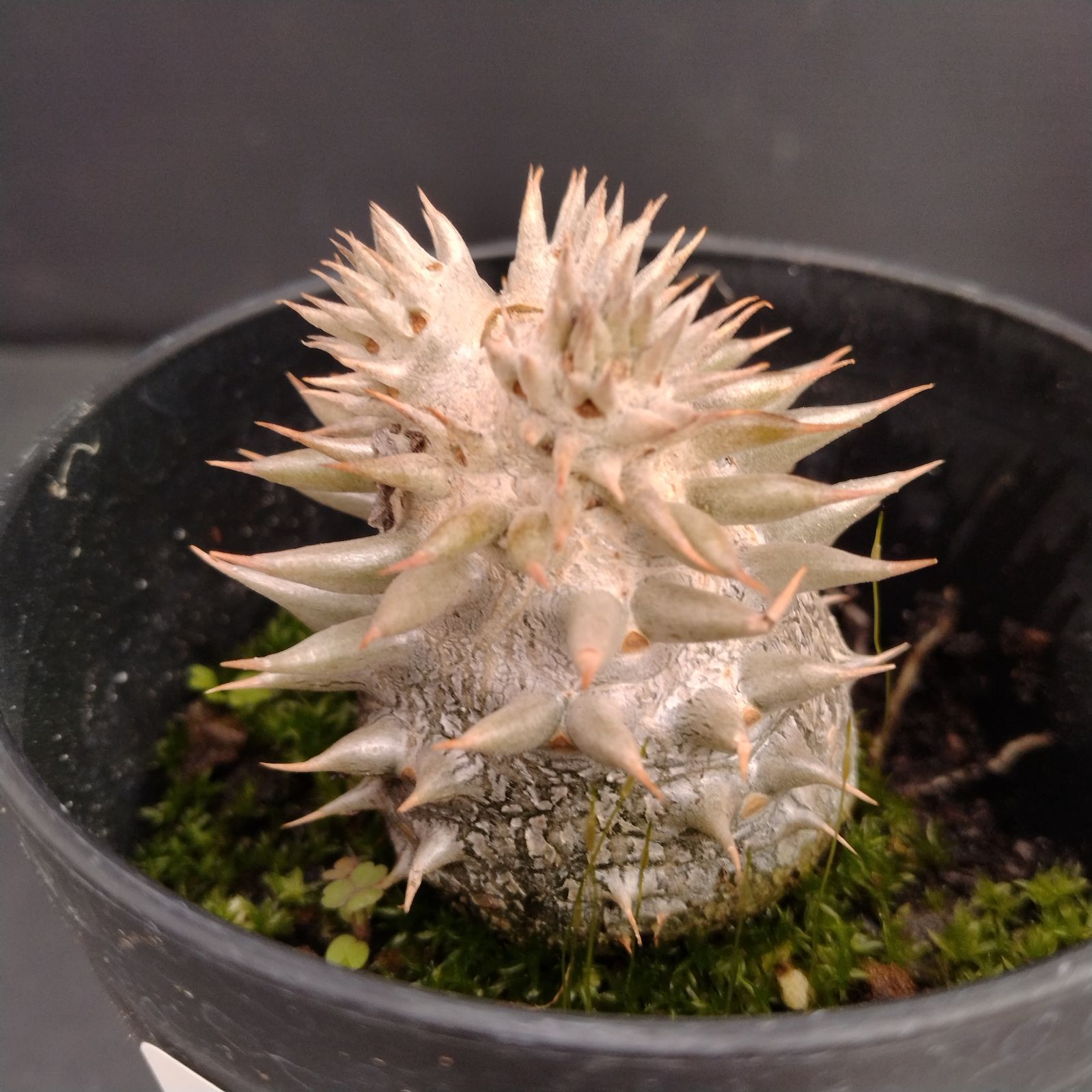 E022【自社養生株】パキポディウム えびす大黒（実生・発根株・鉢植え