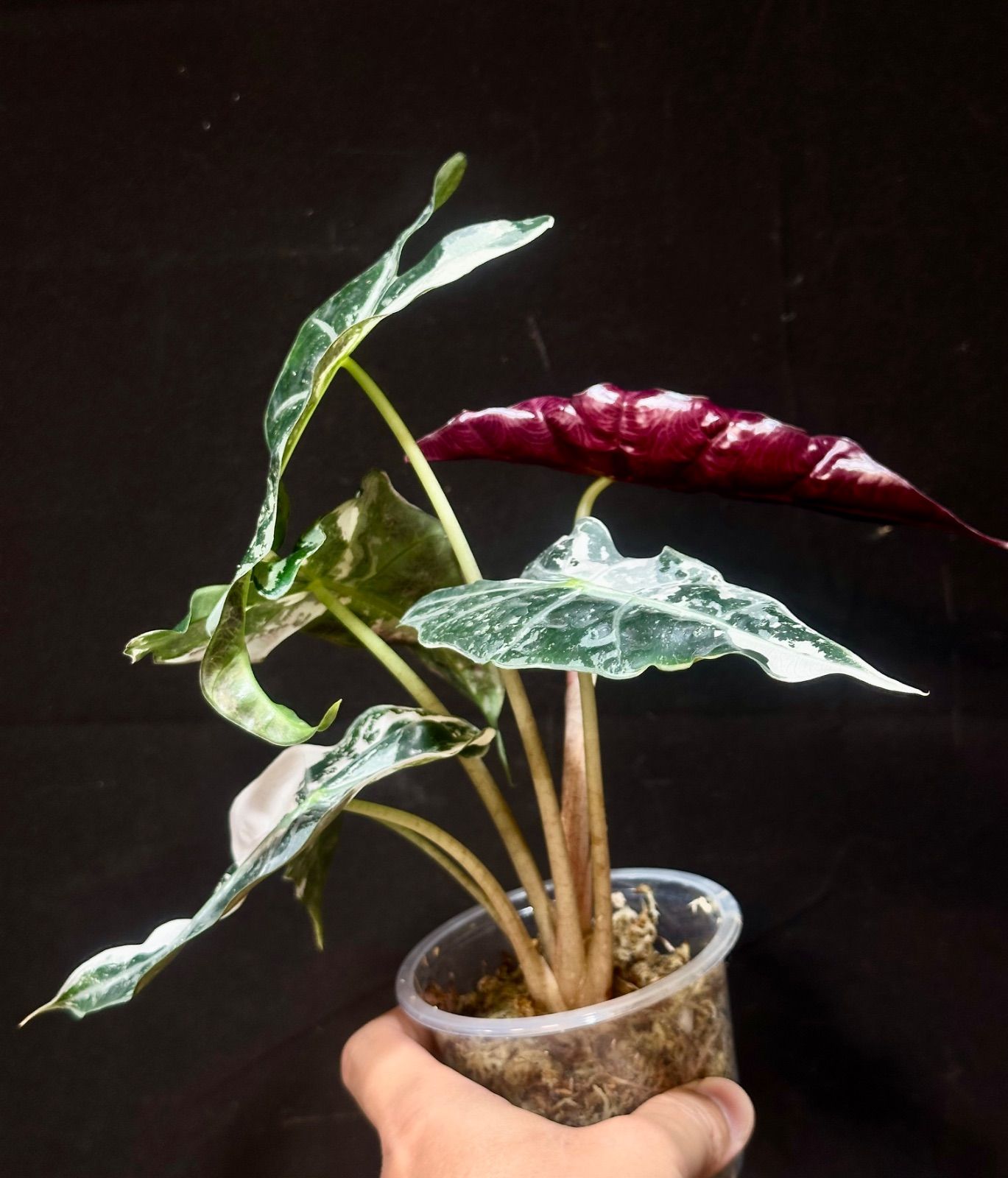 アロカシア ポリー 斑入り ピンク アロカシアポリーのピンクの新しい葉っぱ🎀 : r/RareHouseplants