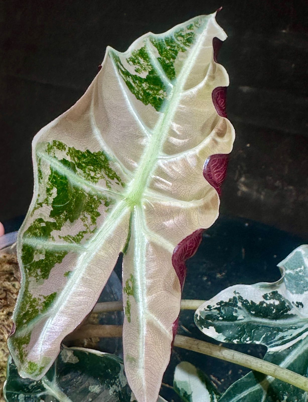 アロカシア ポリー 斑入り ピンク アロカシア ポリー 斑入り ピンク Alocasia Amazonica Polly Pink