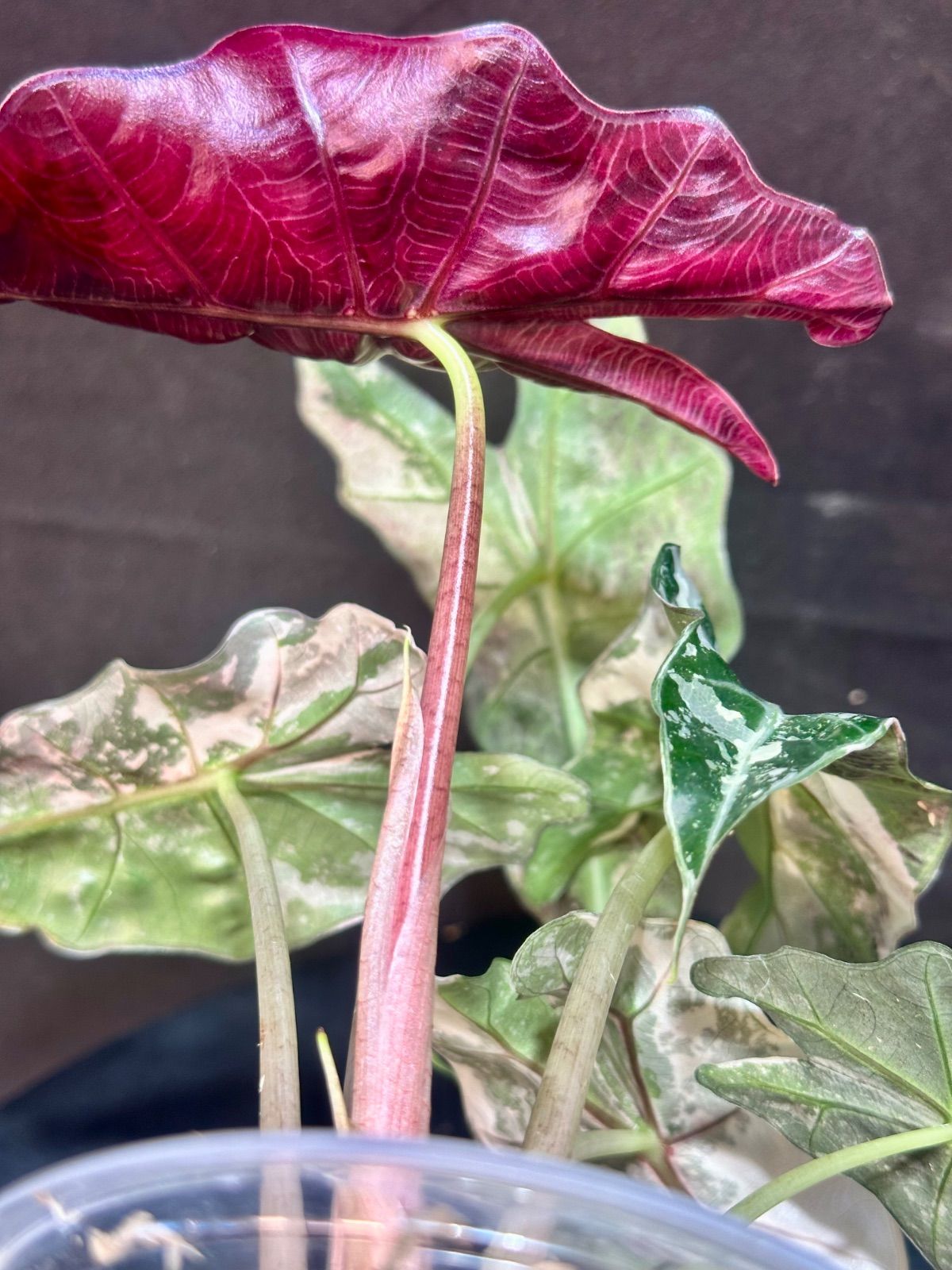 Alocasia Polly Pink Variegated アロカシア ポリー ピンク斑入り