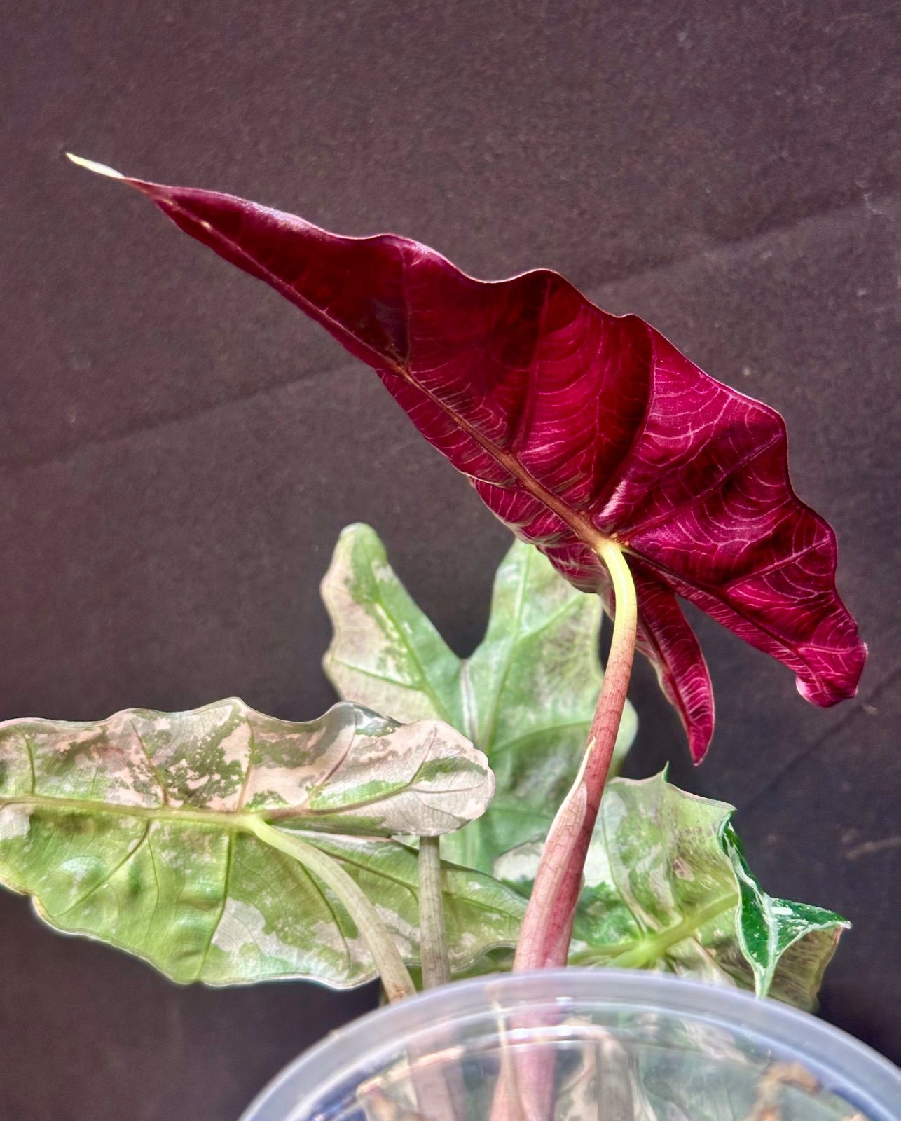 Alocasia Polly Pink Variegated アロカシア ポリー ピンク斑入り