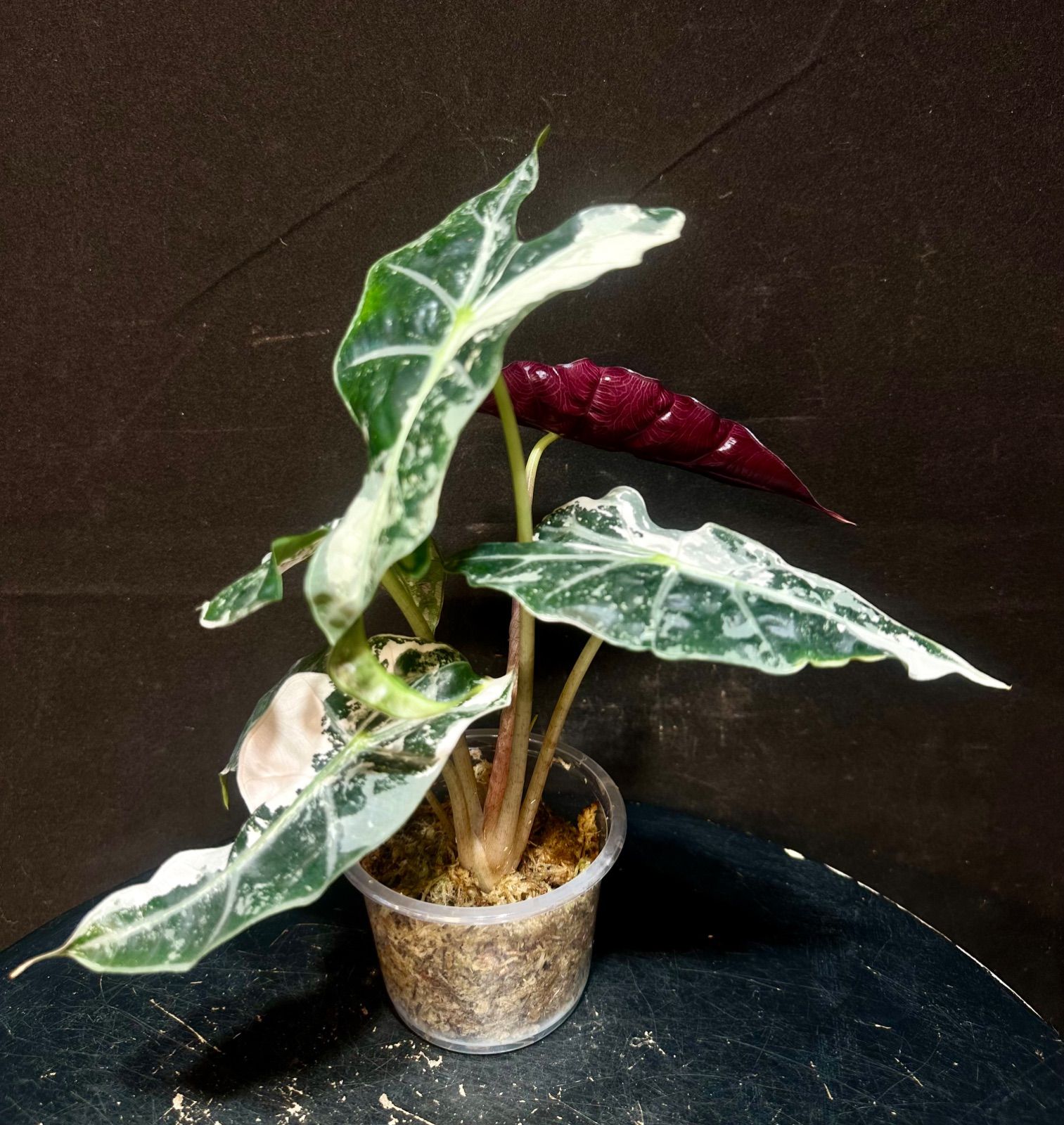 アロカシア ポリー 斑入り ピンク アロカシア アマゾニカ ピンク 斑入り Alocasia Amazonica Polly Pink