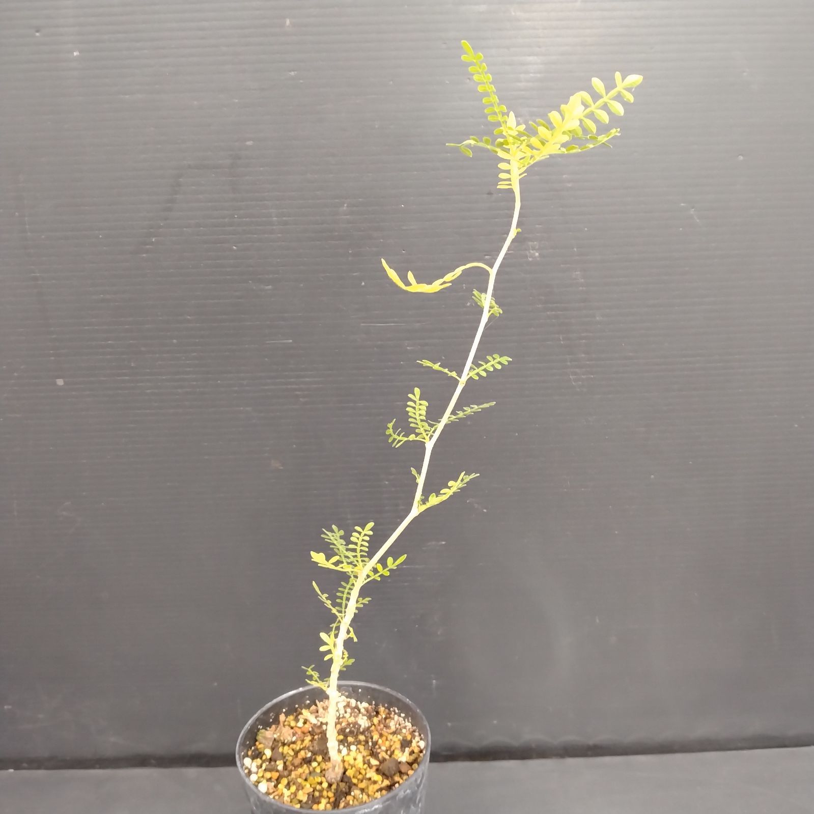 E032【自社養生株】オペルクリカリア ヒファエノイデス（実生・発根株