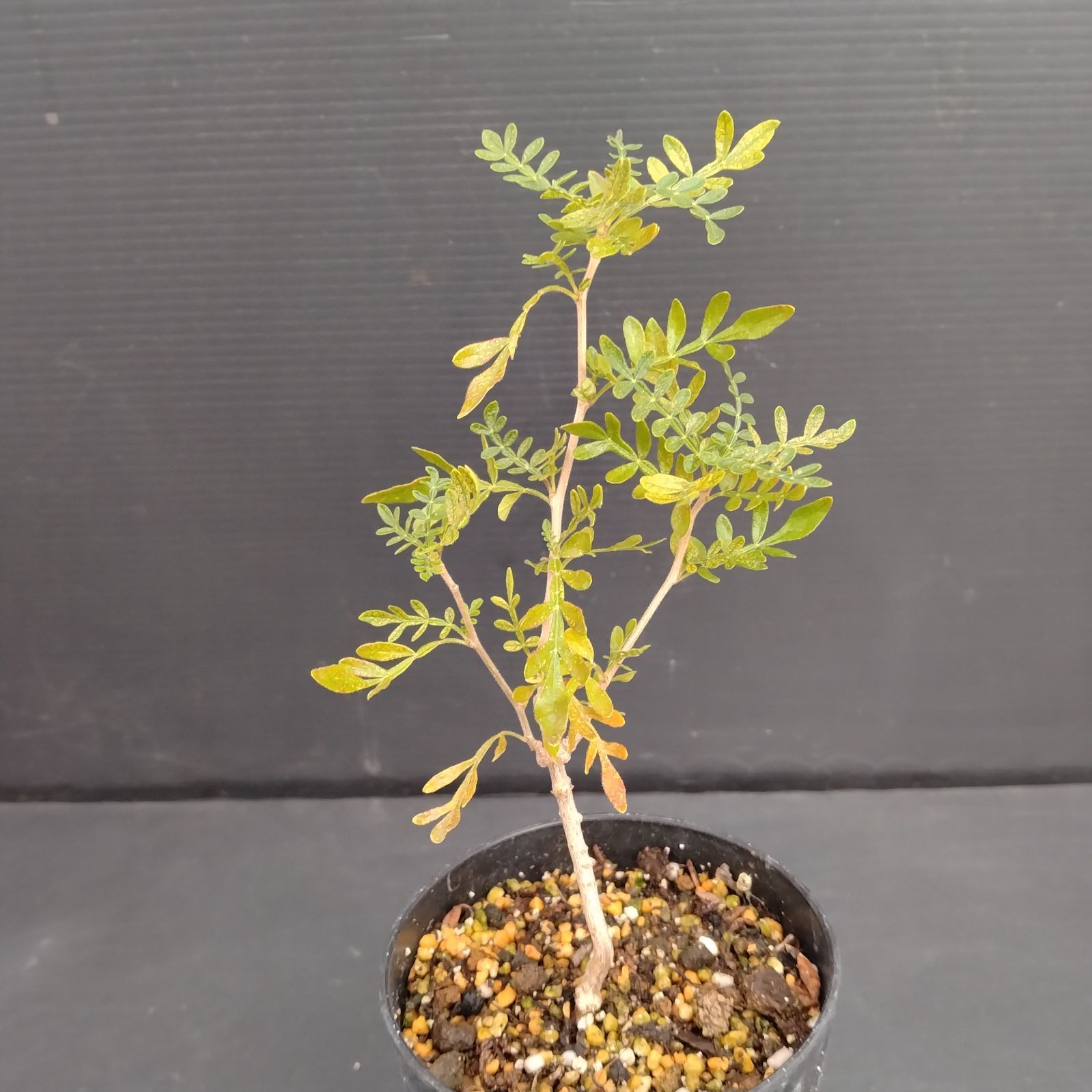 E033【自社養生株】オペルクリカリア ヒファエノイデス（実生・発根株