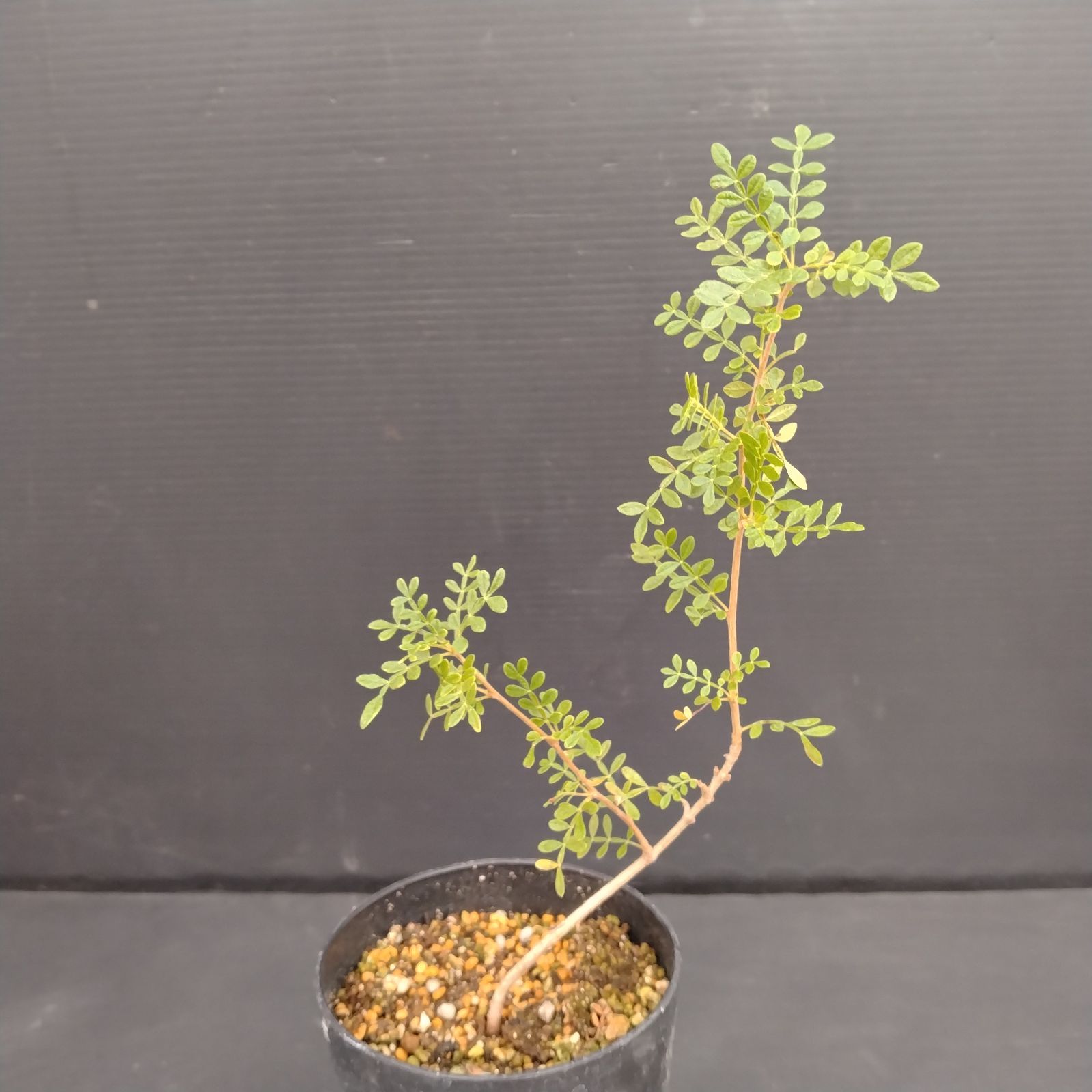 E034【自社養生株】オペルクリカリア ヒファエノイデス（実生・発根株