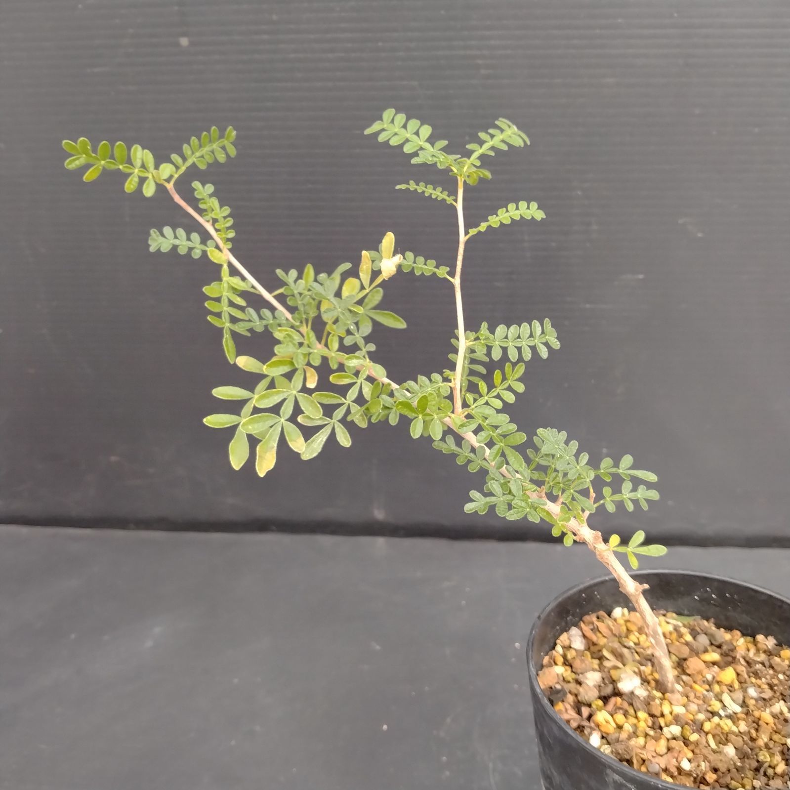 E035【自社養生株】オペルクリカリア ヒファエノイデス（実生・発根株