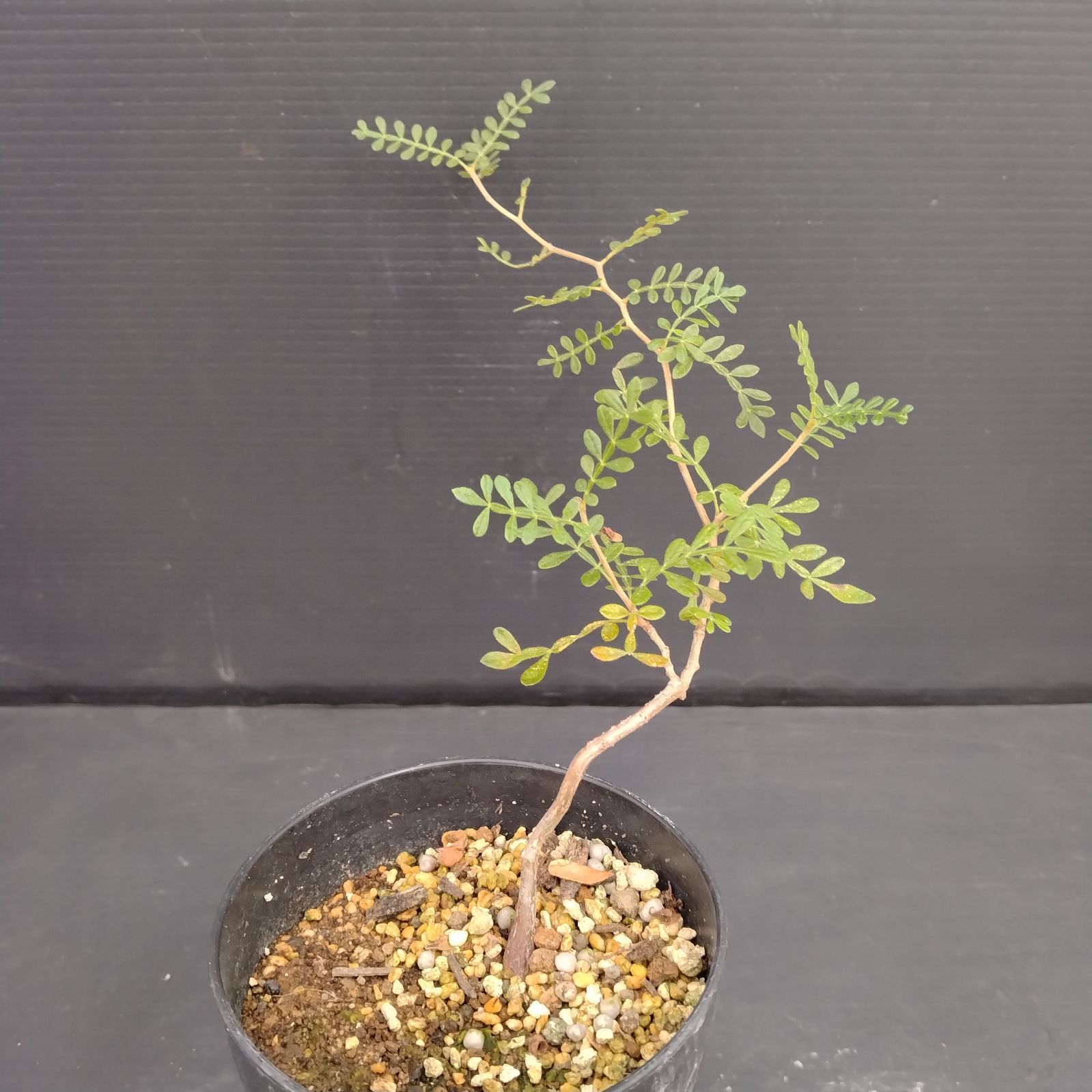 E036【自社養生株】オペルクリカリア ヒファエノイデス（実生・発根株