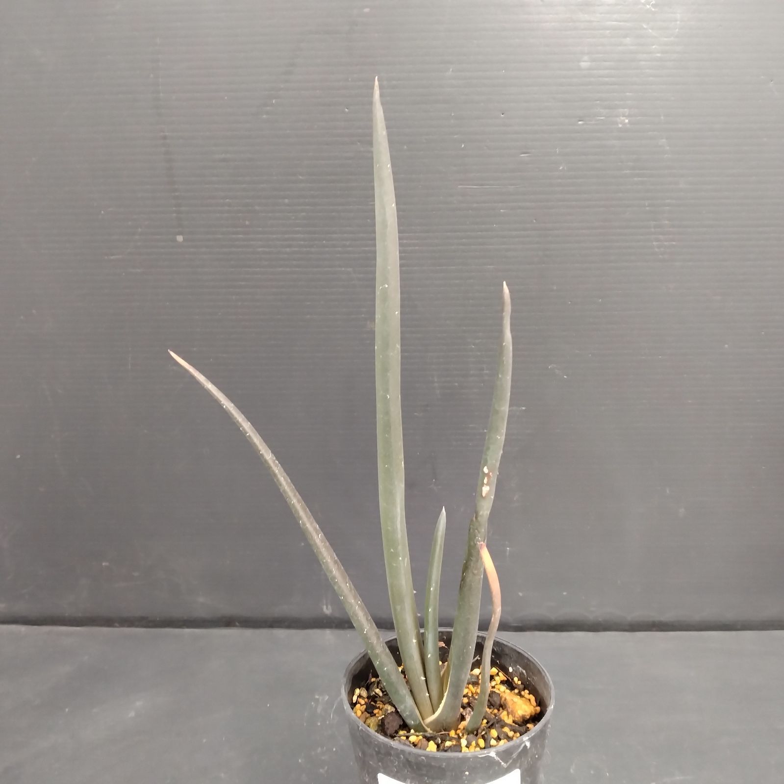 E047【自社養生株】アロエ スザンナエ（実生・発根株・鉢植え）【塊根