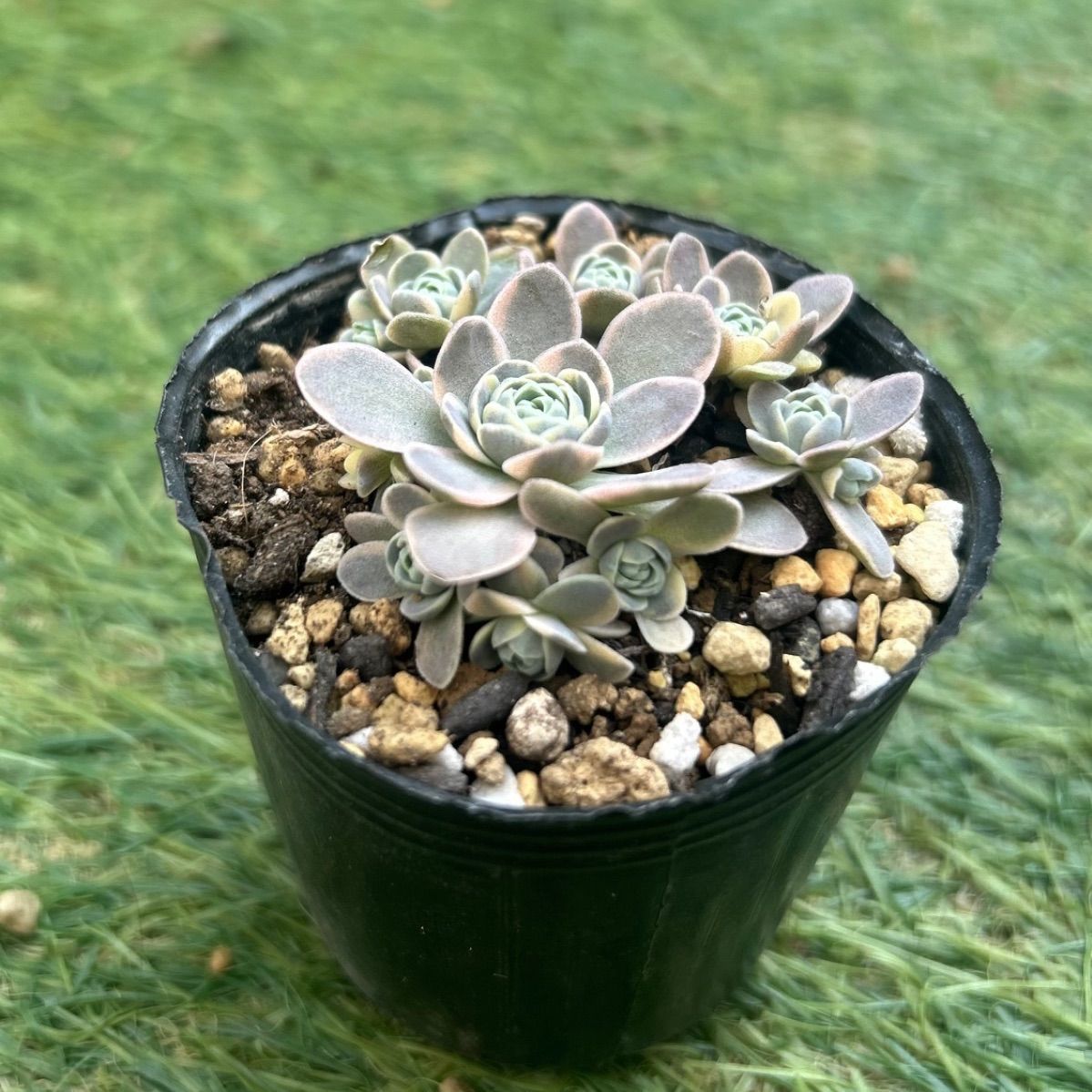 多肉植物 子持ち蓮華 荷車入り 多肉植物 子持ち蓮華錦 抜き苗 - メルカリ