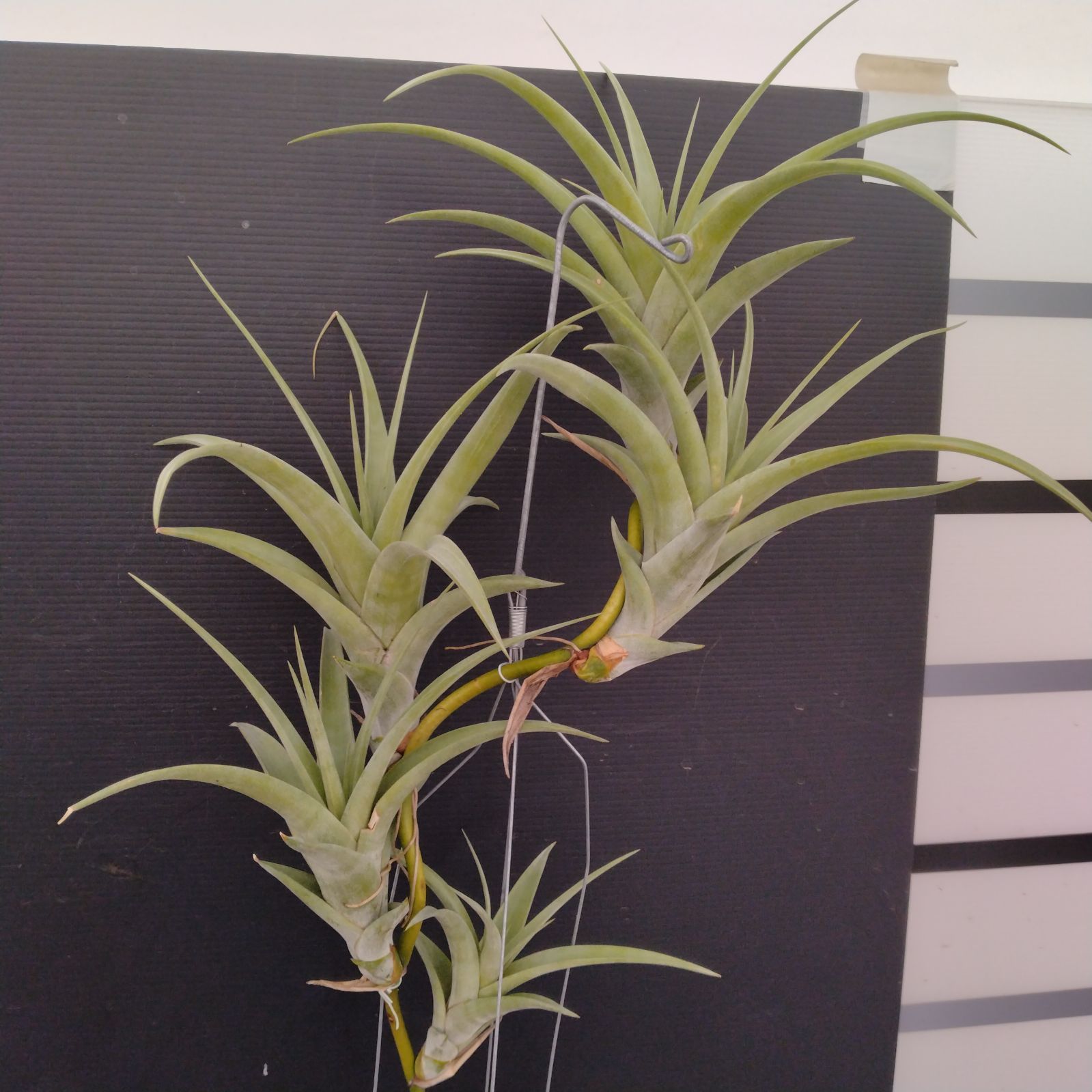 E055【自社養生株】チランジア フレクスオーサ（抜き苗）【エア