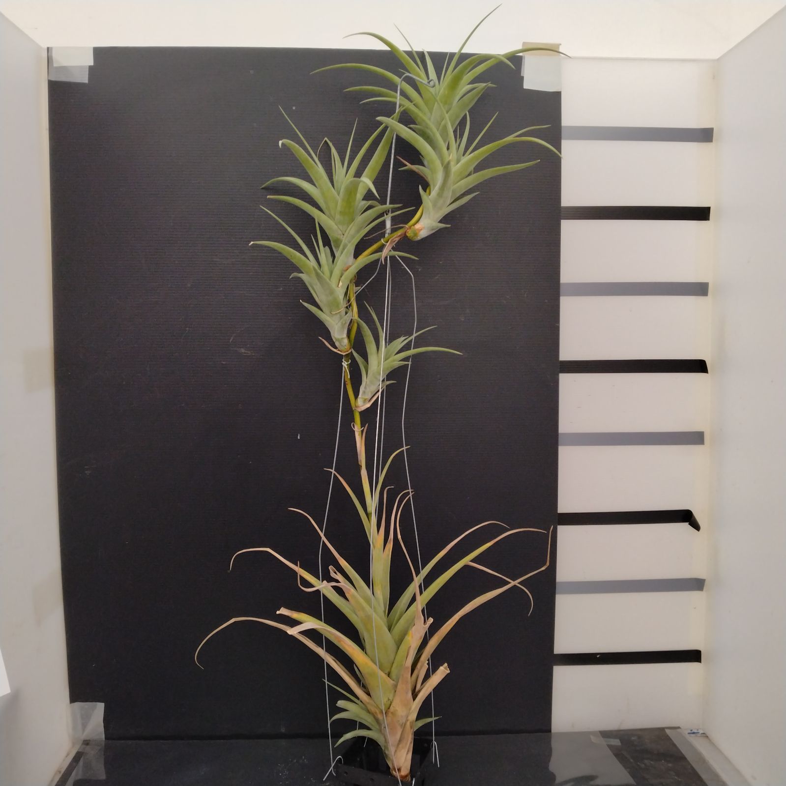 チランジア フレクスオーサ × クカエンシス チランジア フレクスオーサ × クカエンシス フレクスオーサ 12号 | air