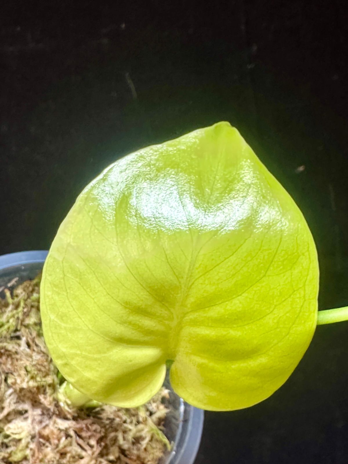 Monstera Deliciosa Super Golden モンステラ デリシオーサ黄金葉