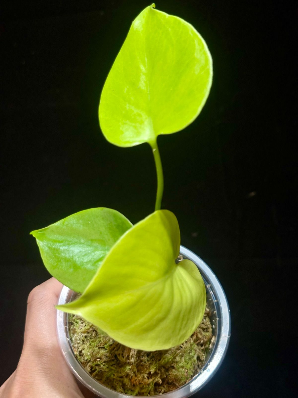 Monstera Deliciosa Super Golden モンステラ デリシオーサ黄金葉