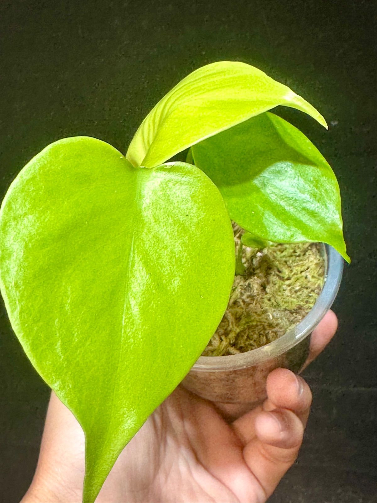 Monstera Deliciosa Super Golden モンステラ デリシオーサ黄金葉