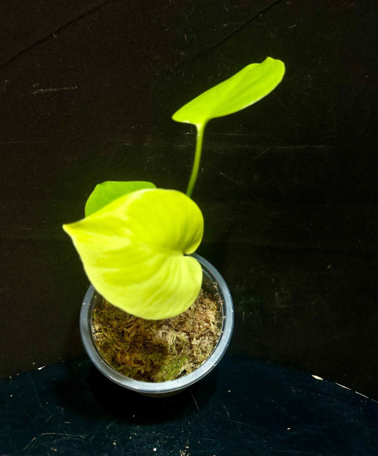 Monstera Deliciosa Super Golden モンステラ デリシオーサ黄金葉