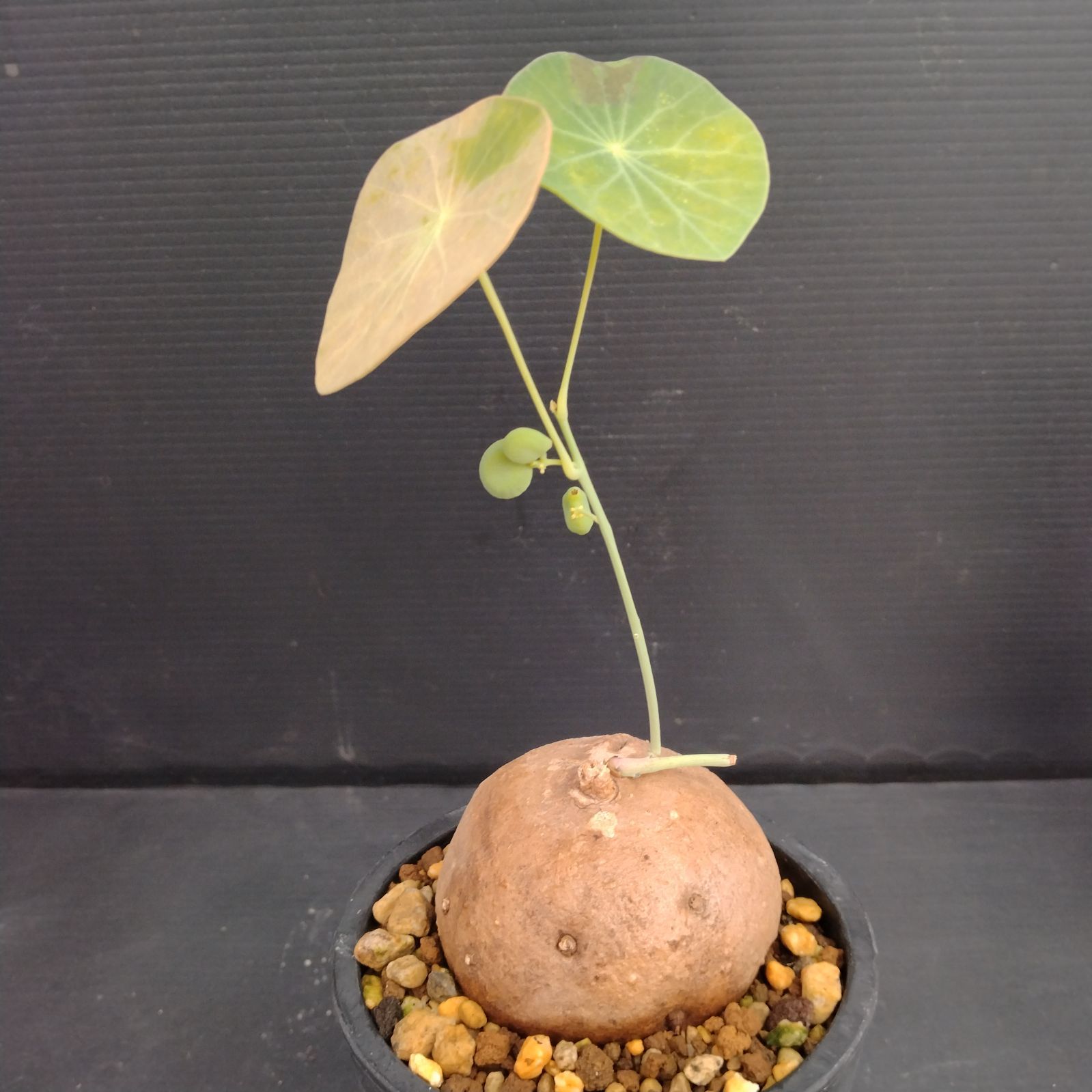 E616【自社養生株】プセウド ボンバックス（発根株・鉢植え）【塊根