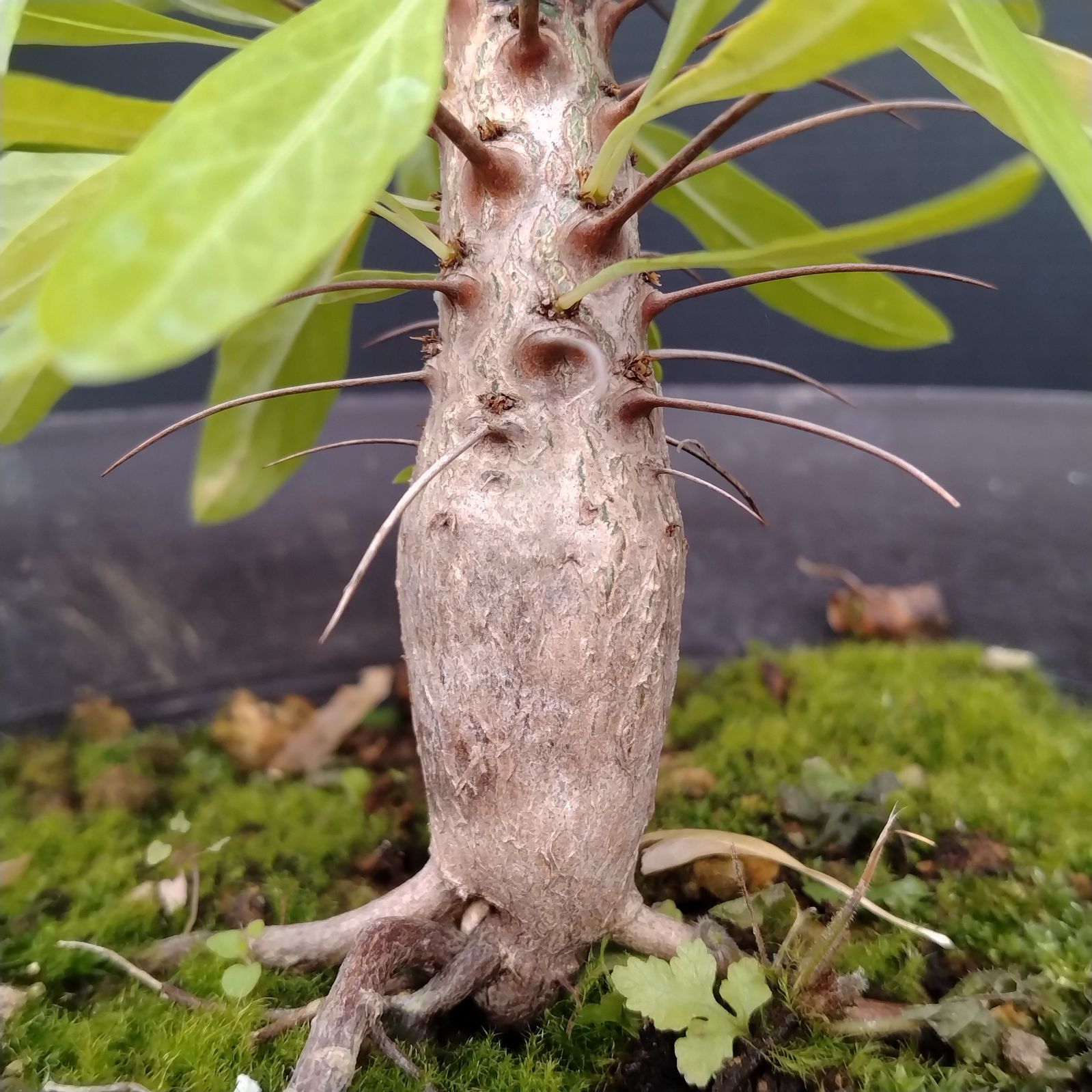 E079【自社養生株】フォークイエリア プルプシー（L）（実生・発根株