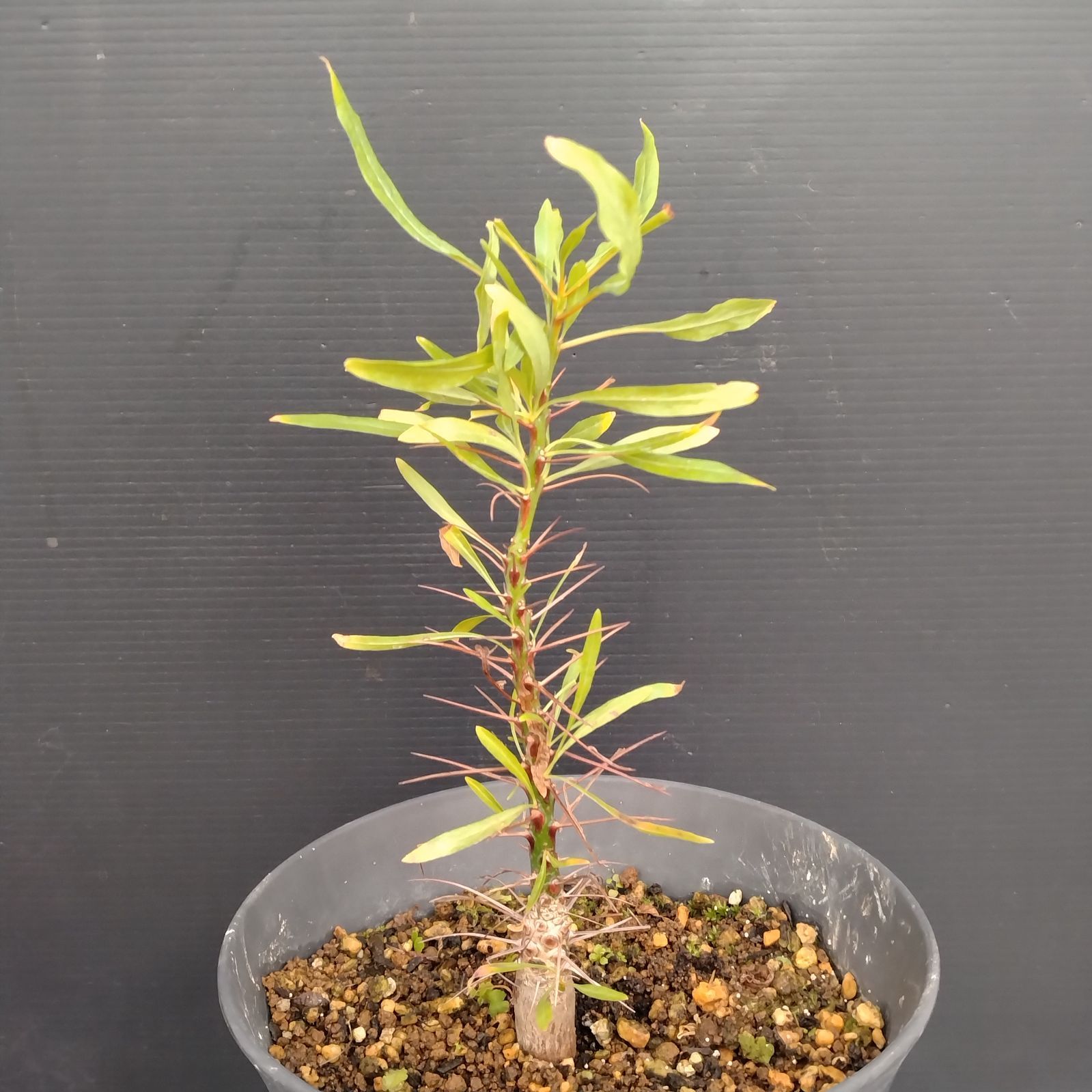 E080【自社養生株】フォークイエリア プルプシー（L）（実生・発根株