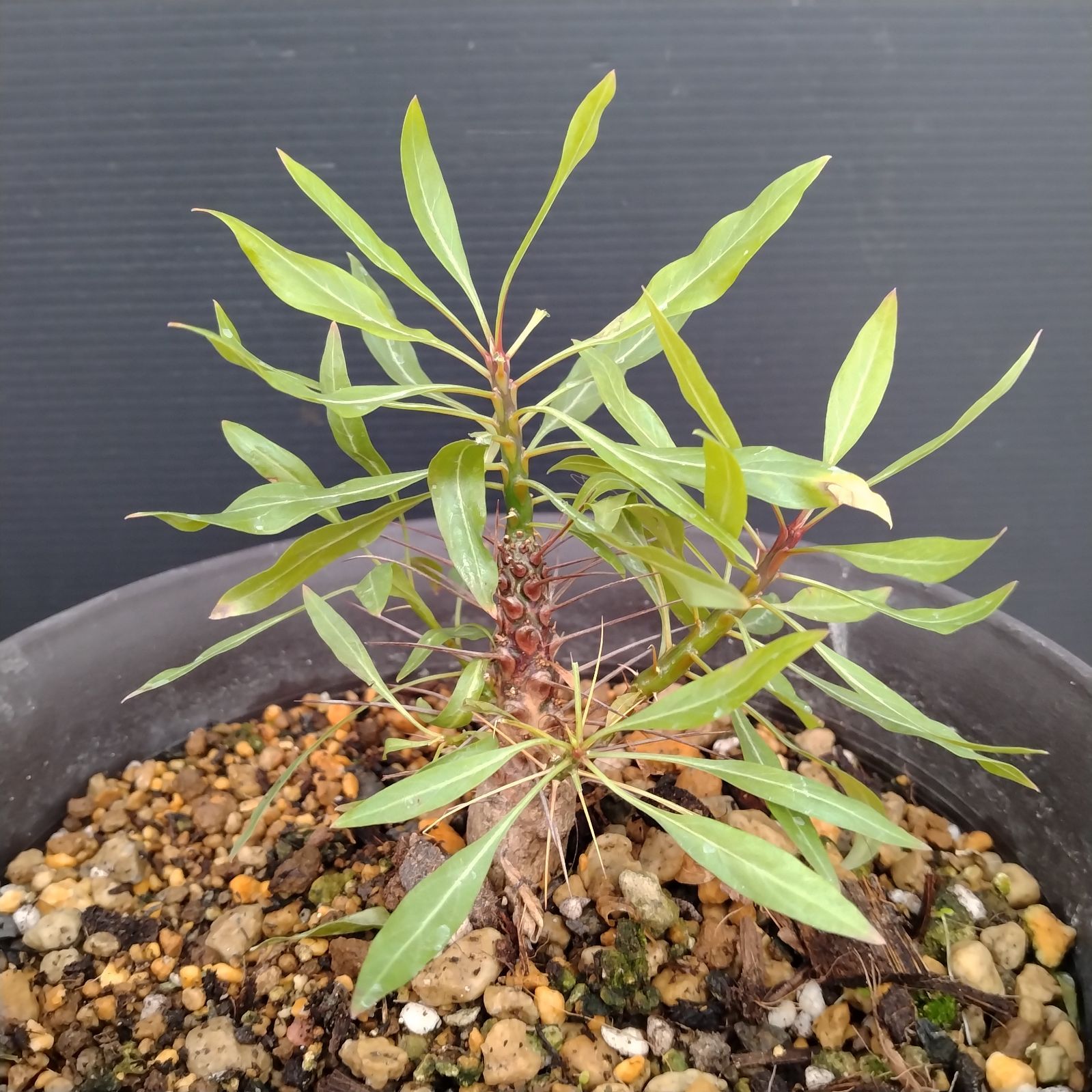 E081【自社養生株】フォークイエリア プルプシー（L）（実生・発根株