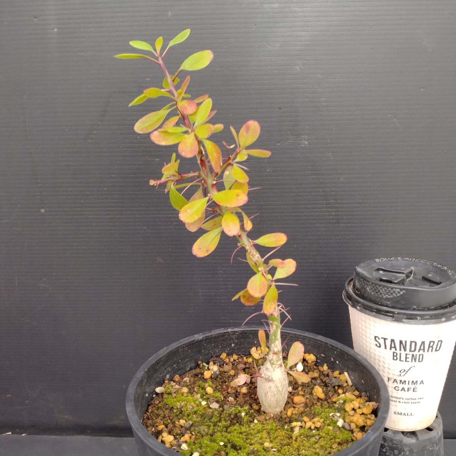 E082【自社養生株】フォークイエリア ファシクラータ（L）（実生・発