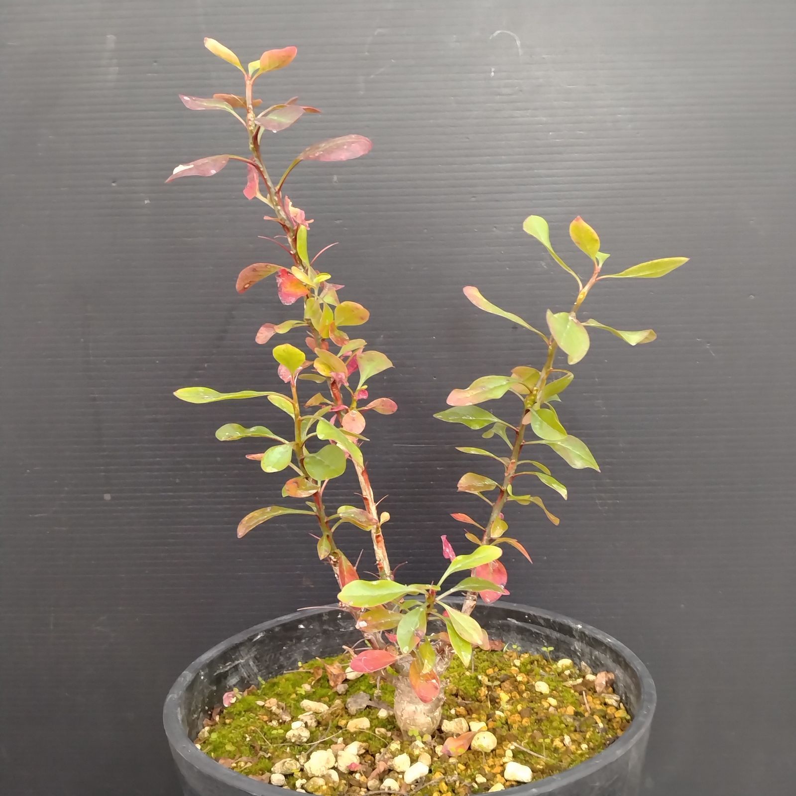 E083【自社養生株】フォークイエリア ファシクラータ（L）（実生・発