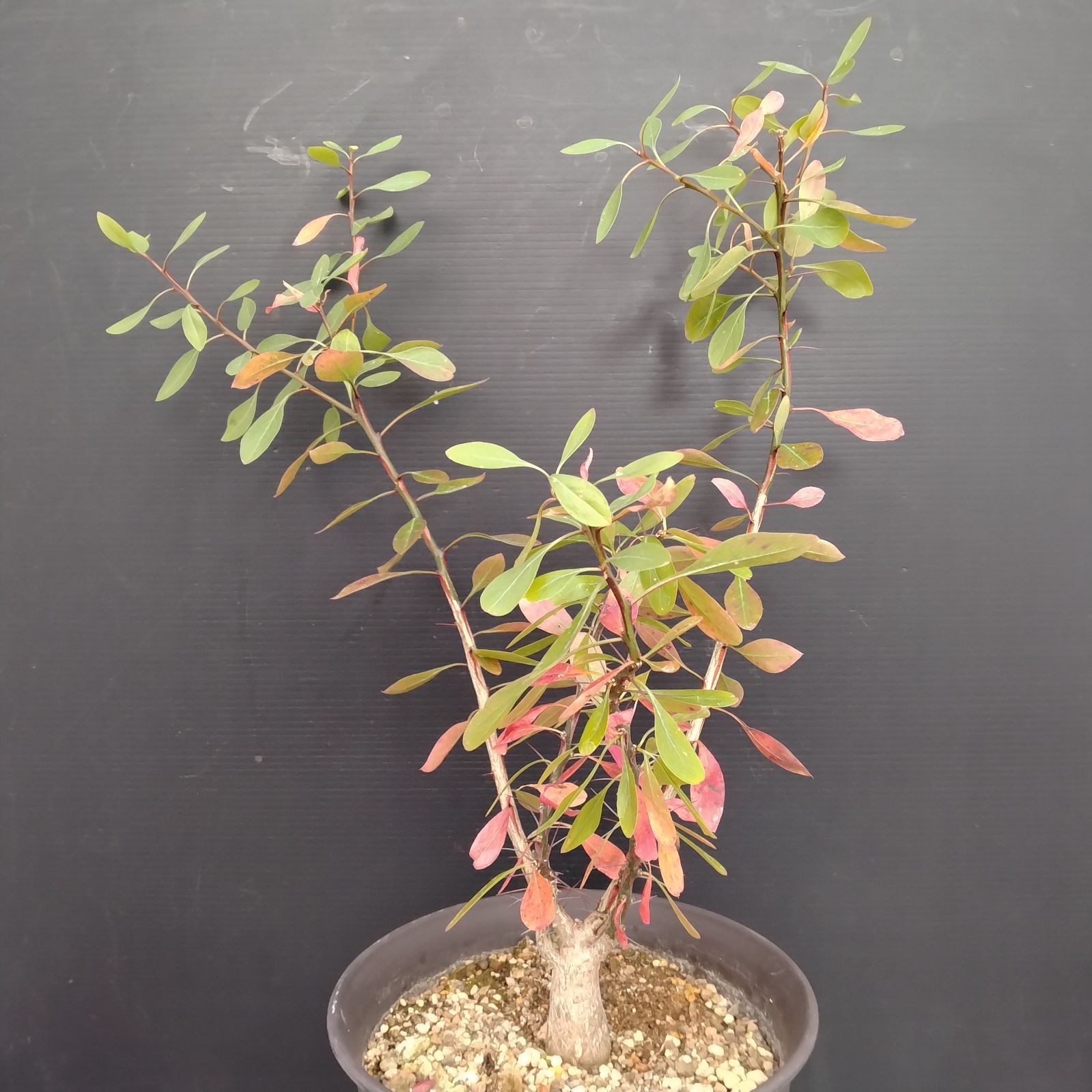 塊根植物 ファシクラータ E085【自社養生株】フォークイエリア ファシクラータ（L）（実生・発