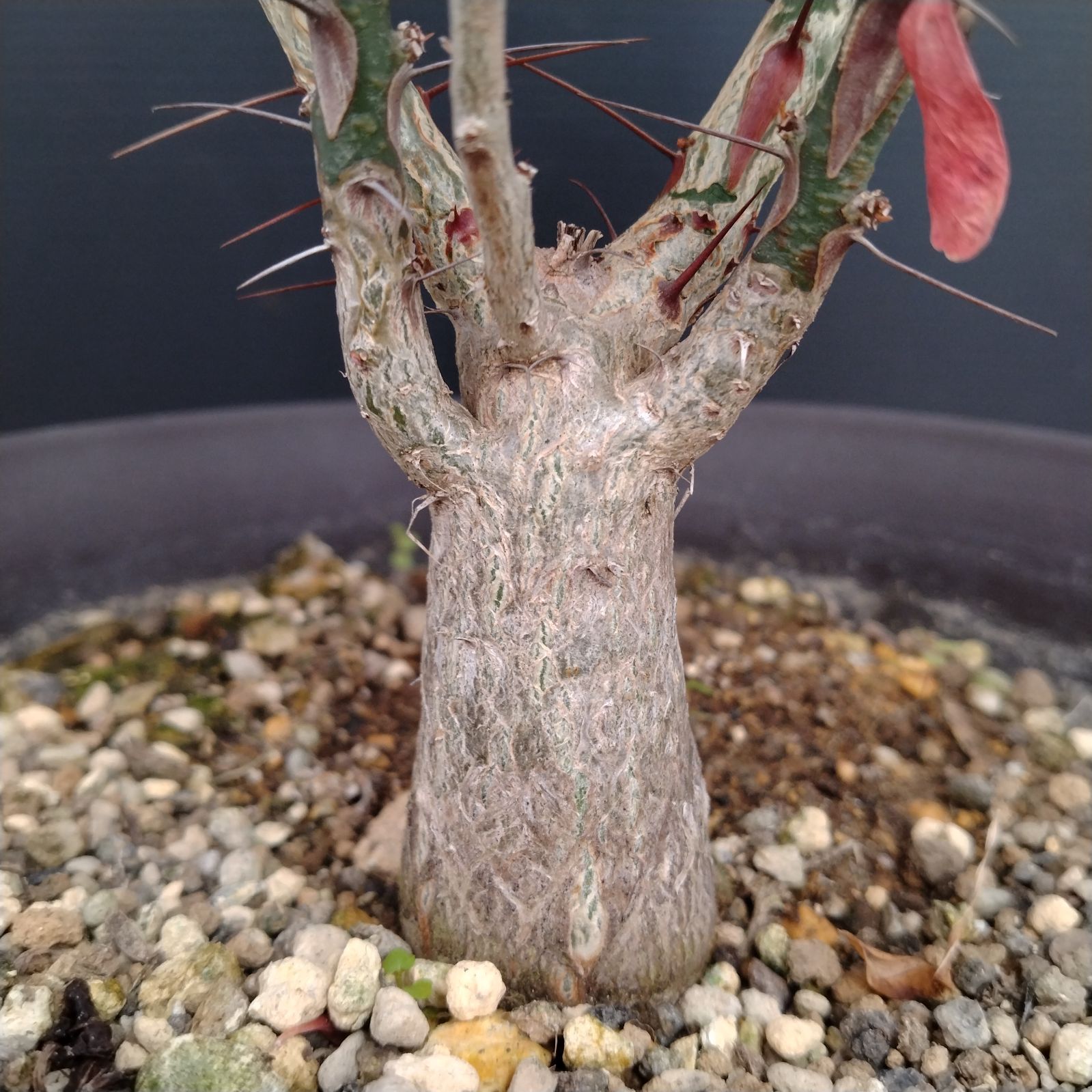 E085【自社養生株】フォークイエリア ファシクラータ（L）（実生・発