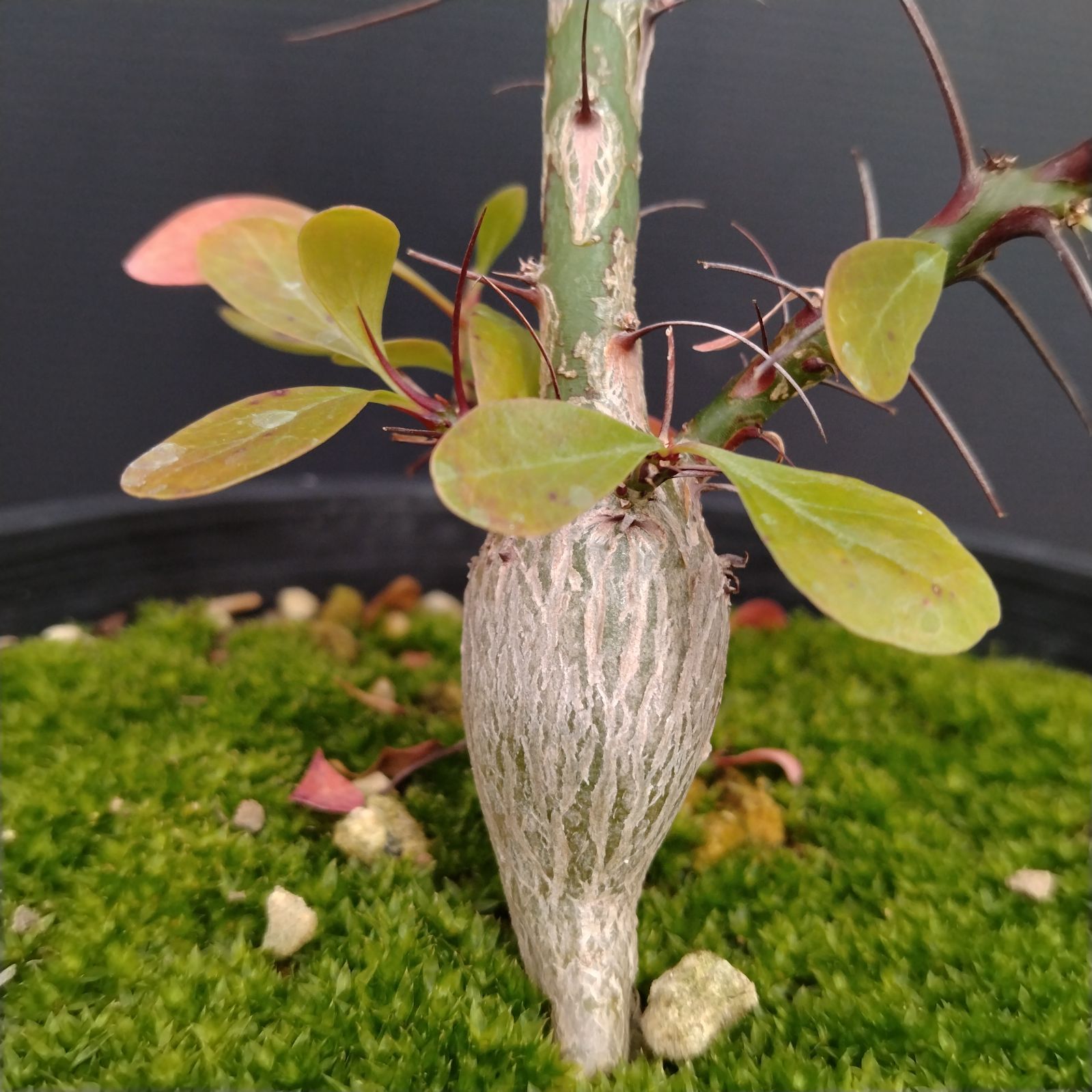 E086【自社養生株】フォークイエリア ファシクラータ（L）（実生・発