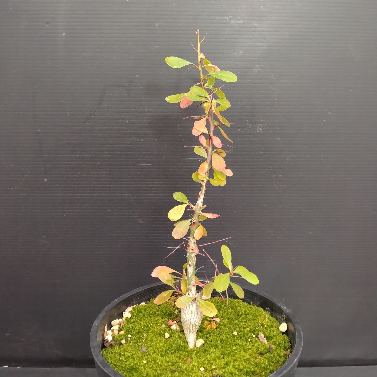 E086【自社養生株】フォークイエリア ファシクラータ（L）（実生・発