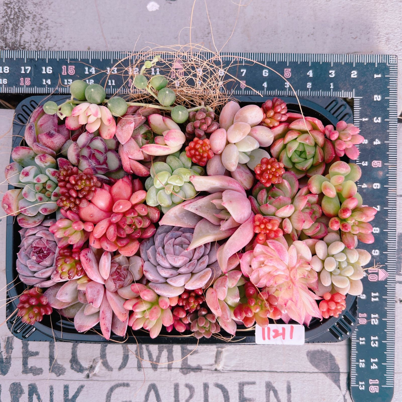 寄せ植え　多肉植物　寄せ植え　セット 現物 寄せ植えセット#611 るる農園 | るる農園~多肉植物専門