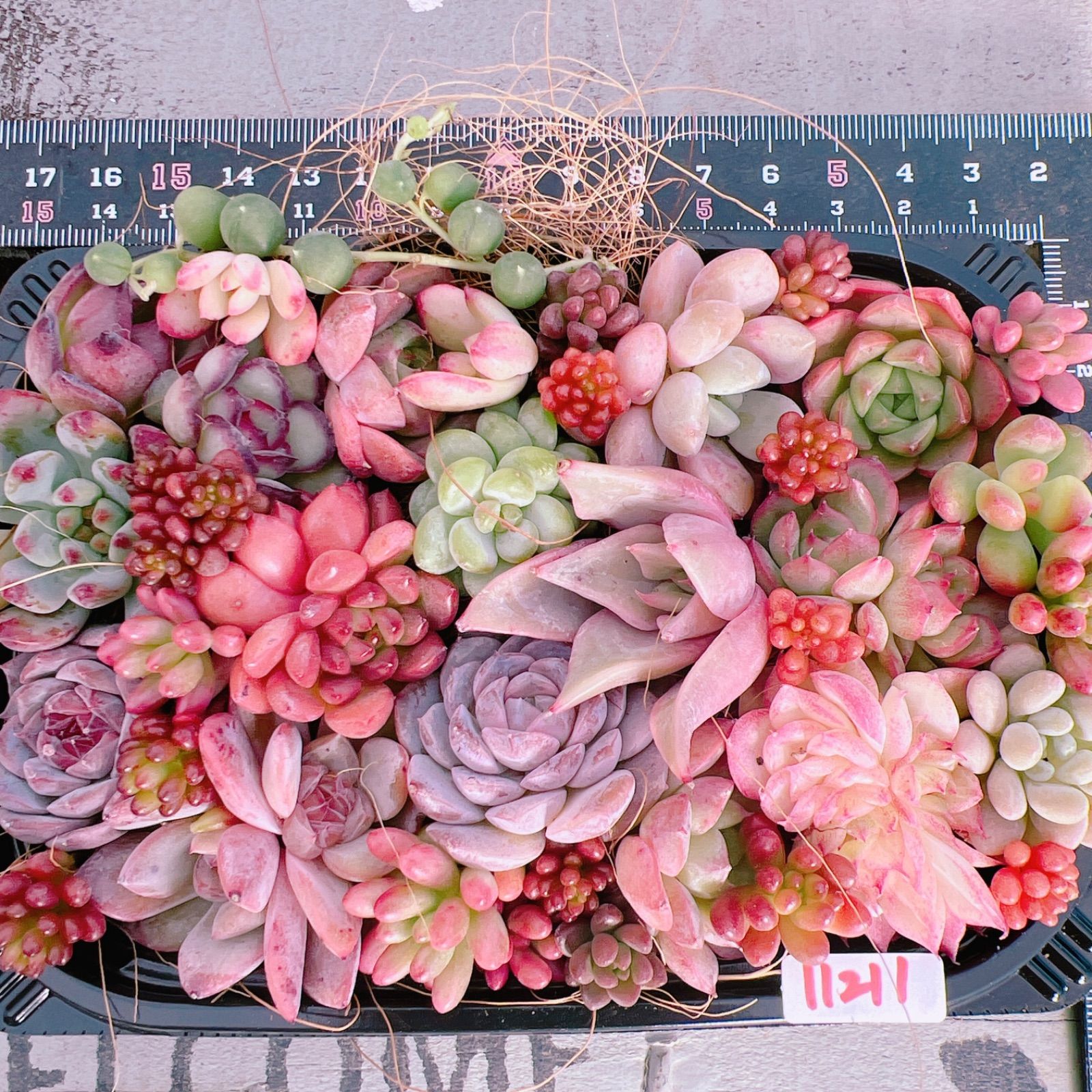 多肉植物 寄せ植えset♡11211 - メルカリ