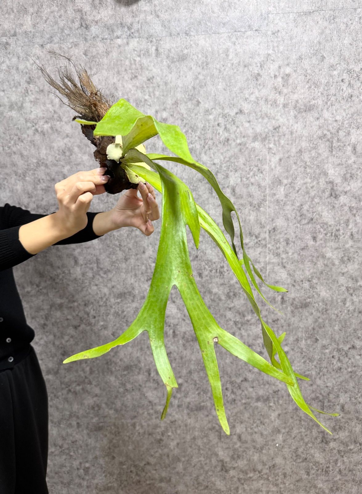 輸入直後!! ▽P.willinckii Wild East Java▽ C27 ウィリンキー