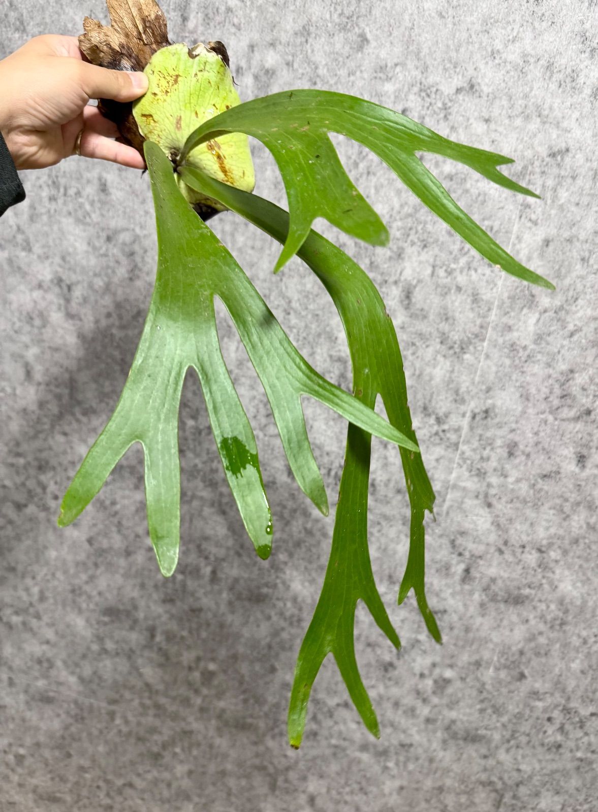 輸入直後!! ▽P.willinckii Wild East Java▽ B81 ウィリンキー