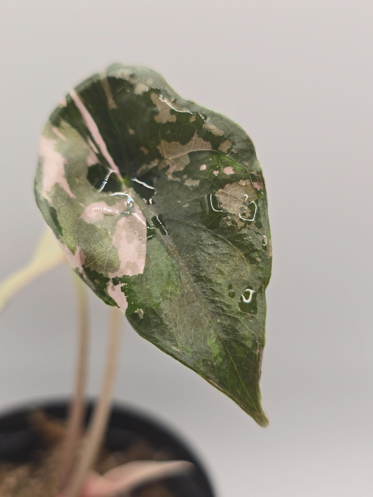 アロカシア シャントリエリ斑入り！！chantrieri variegated Alocasia chantrieri variegated（アロカシア・シャントリエリ 斑入り