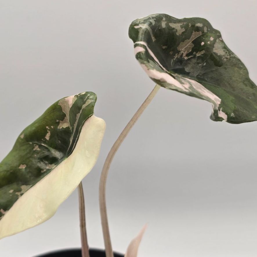 【レア】アロカシア　シャントリエリ　斑入り Alocasia chantrieri variegated（アロカシア・シャントリエリ 斑入り