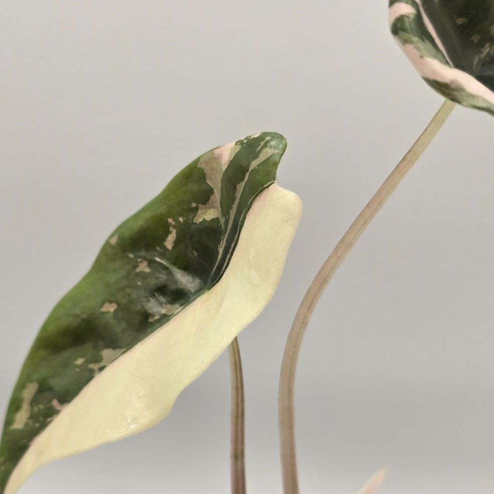 Alocasia chantrieri variegated（アロカシア・シャントリエリ 斑入り