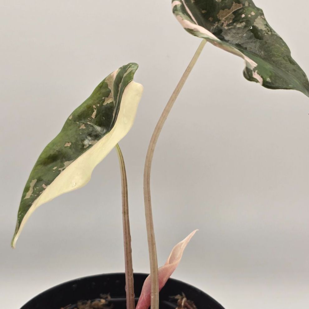 Alocasia chantrieri variegated（アロカシア・シャントリエリ 斑入り