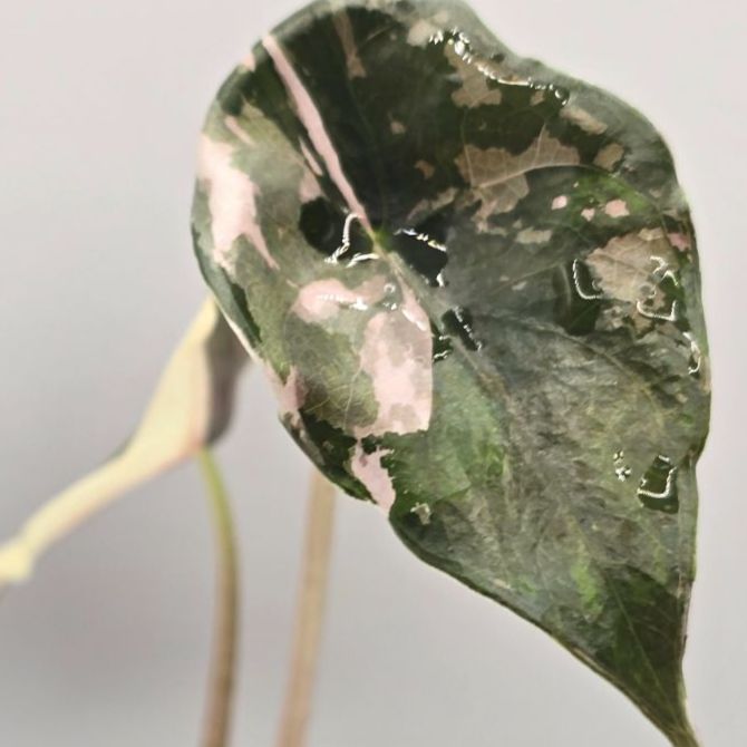 Alocasia chantrieri variegated（アロカシア・シャントリエリ 斑入り