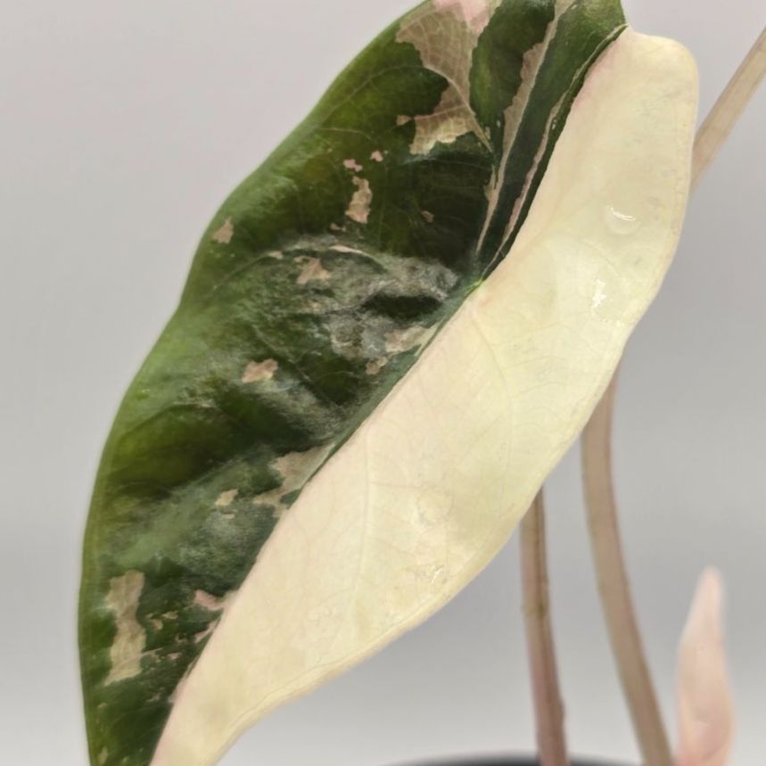 アロカシア シャントリエリ斑入り！！chantrieri variegated Secret Bazaar | _ 『 アロカシア・シャントリエリ 』 Alocasia