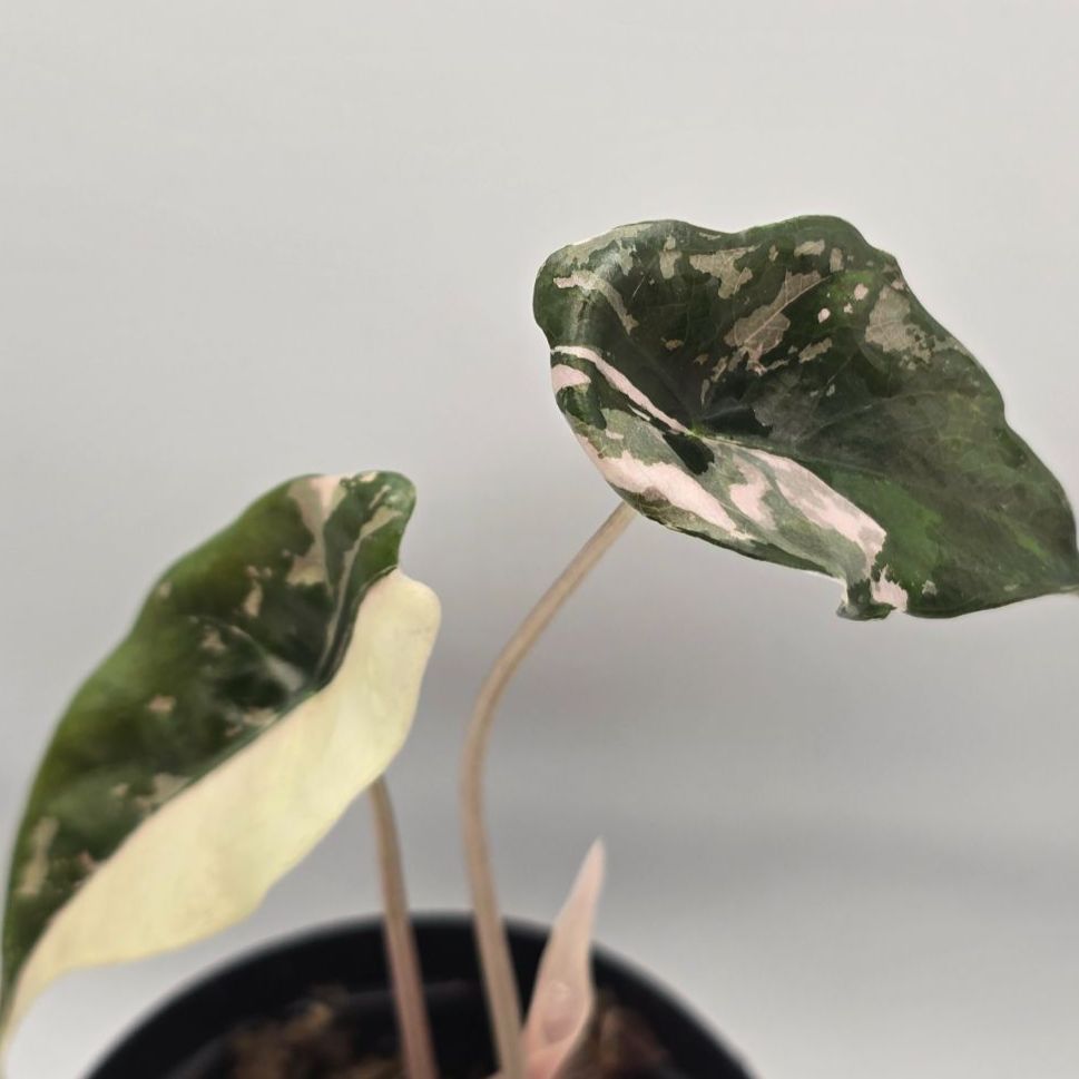 Alocasia chantrieri variegated（アロカシア・シャントリエリ 斑入り