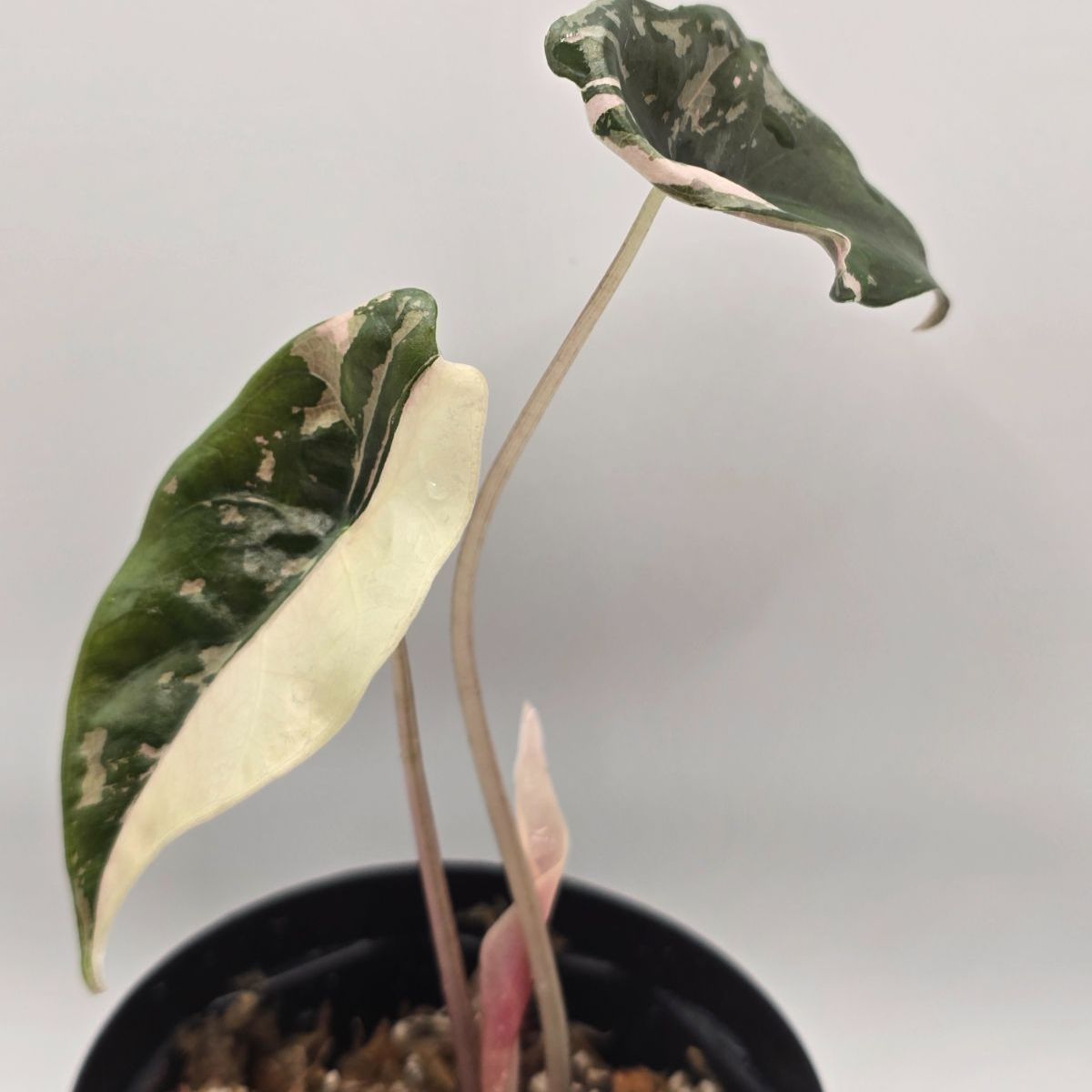アロカシア シャントリエリ斑入り！！chantrieri variegated Alocasia