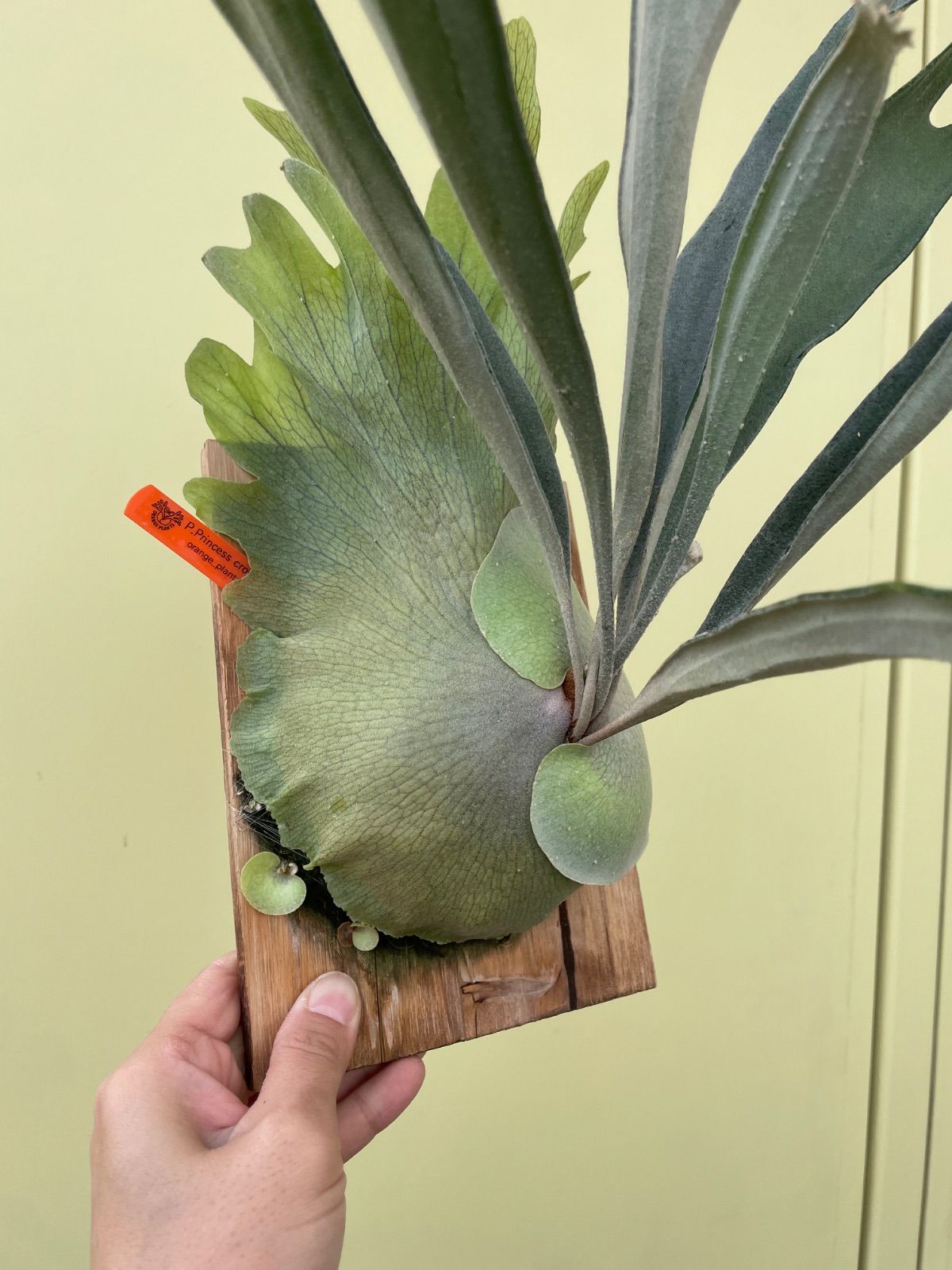 最終価格！【ビカクシダ　マウントルイス×ビフルカツム】プリンセスクラウン ビカクシダ プリンセスクラウン子株付き P.Princess crown - メルカリ