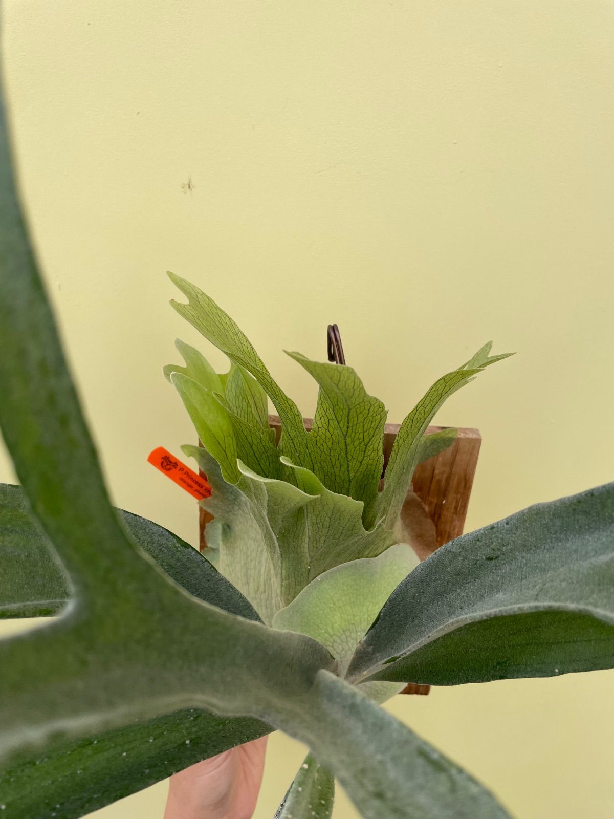 ビカクシダ プリンセスクラウン子株付き P.Princess crown - メルカリ