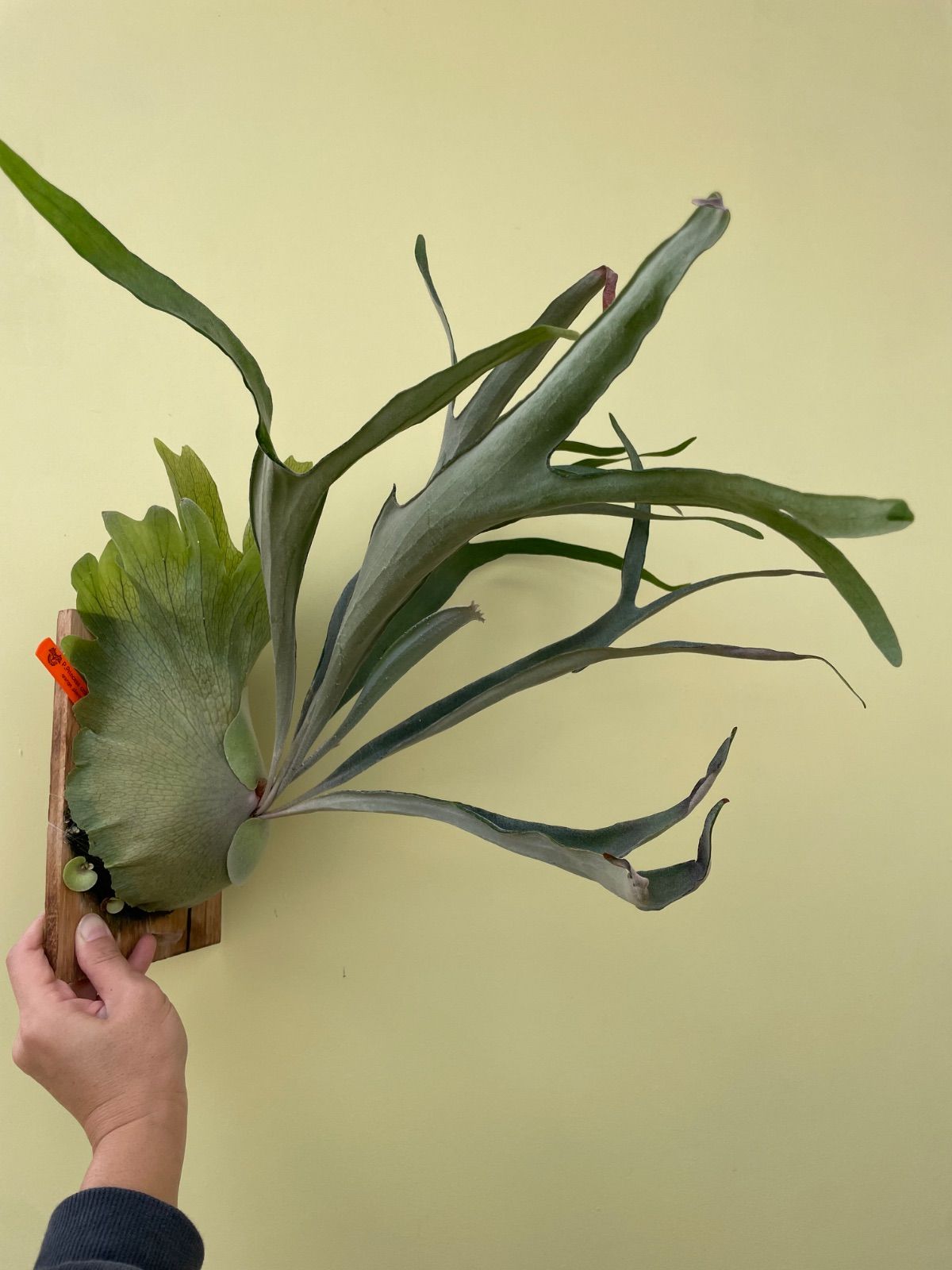 ビカクシダ プリンセスクラウン子株付き P.Princess crown - メルカリ