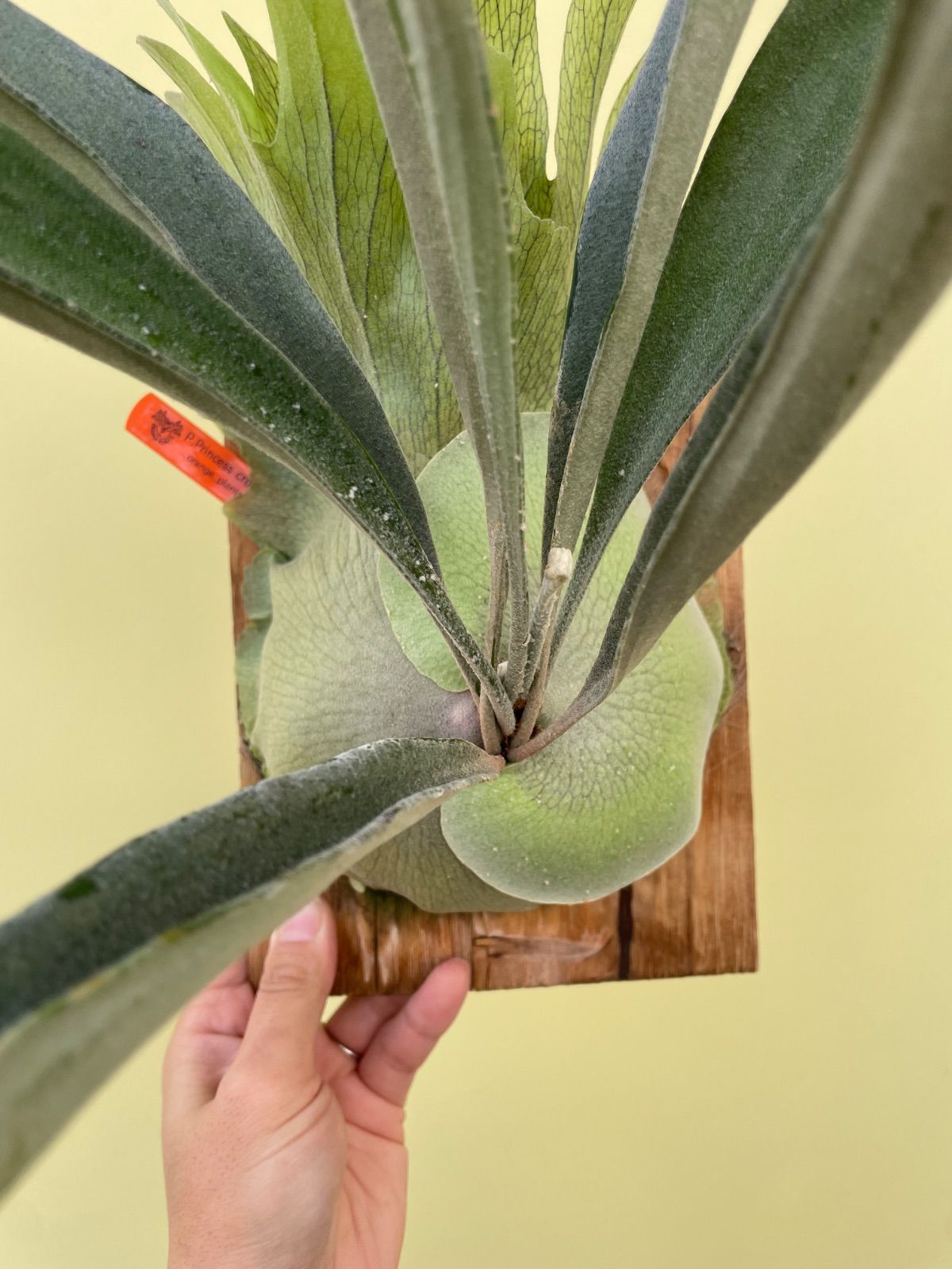 ビカクシダ プリンセスクラウン子株付き P.Princess crown - メルカリ