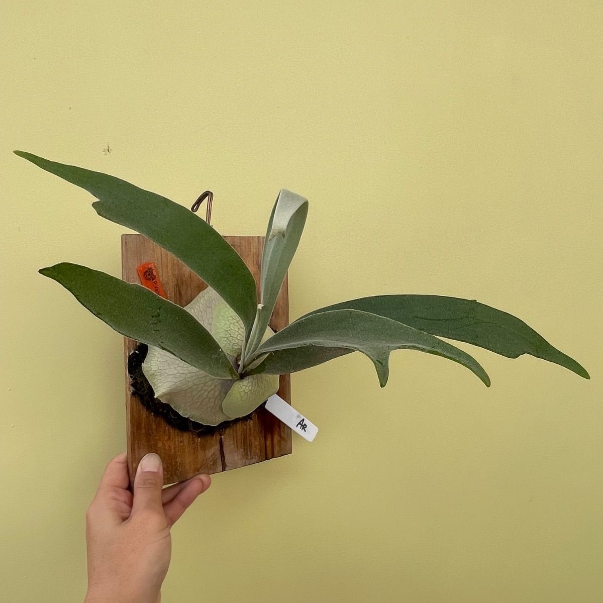 未使用品・即決価格□リクシル LIXIL 排水Pトラップ LF-105PA 2個