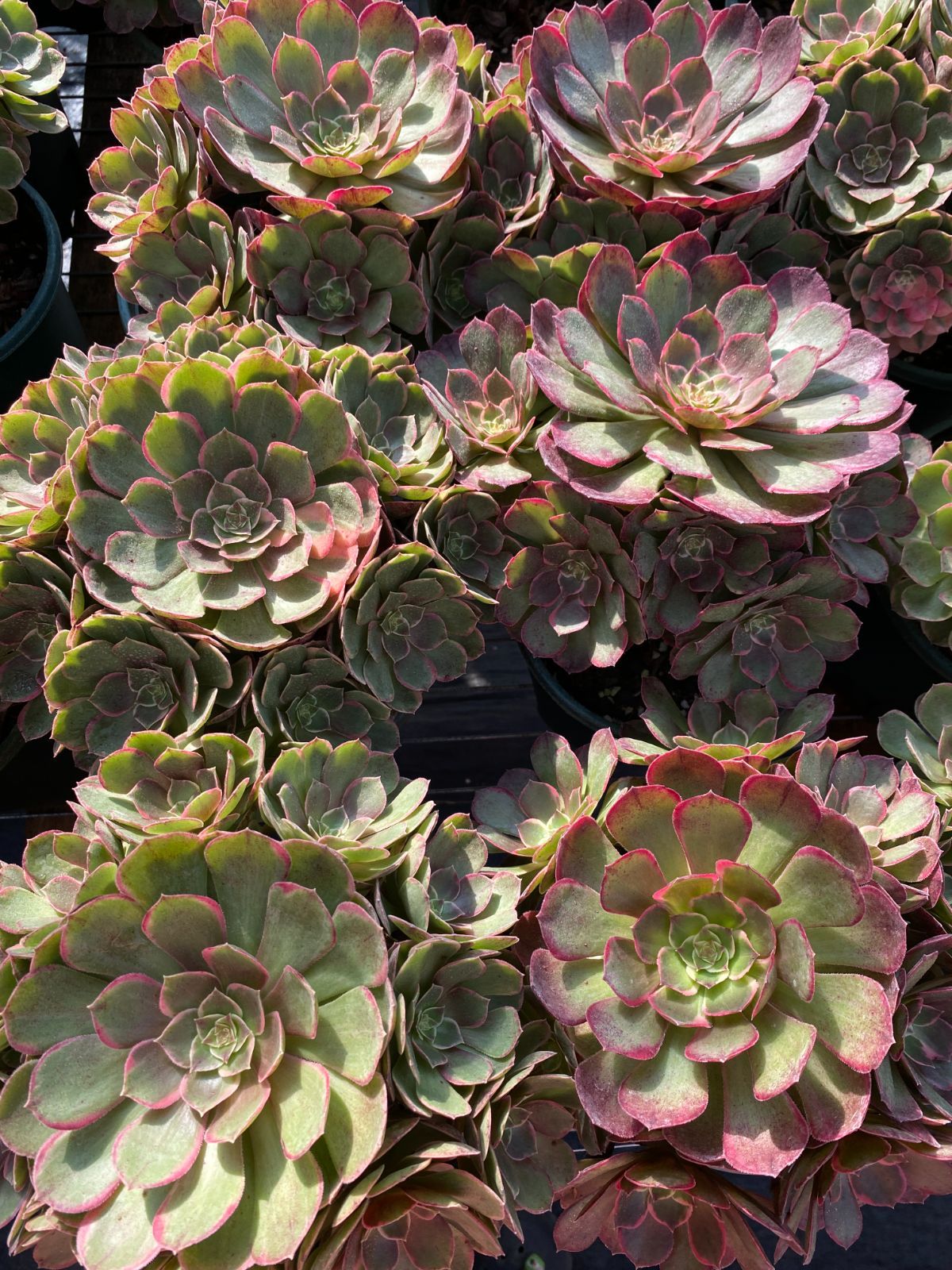 新入荷 ピンハナヨウ ZZ 苗 抜き苗 多肉植物 アエオニウム エケベリア サボテン 韓国苗