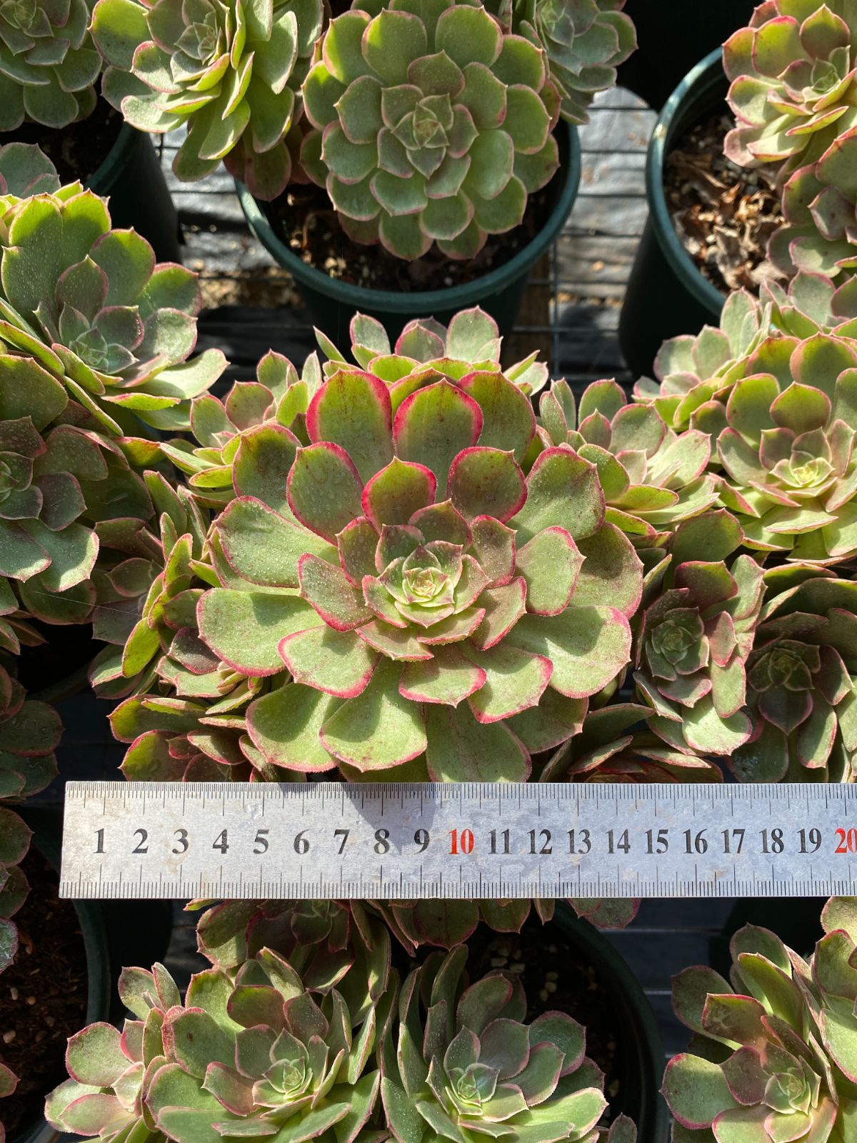 新入荷 ピンハナヨウ ZZ 苗 抜き苗 多肉植物 アエオニウム エケベリア サボテン 韓国苗